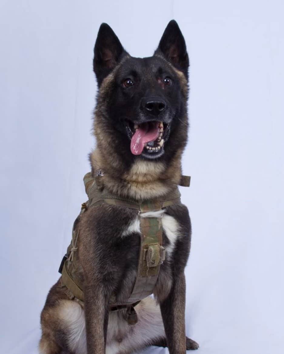 ロバート・パトリックさんのインスタグラム写真 - (ロバート・パトリックInstagram)「Let’s hear it for this guy and our military for taking out the piece of shit Abu Bakr al-Baghdadi! #fuckisis #america #dog #hero #goodboy #military」10月29日 7時56分 - ripfighter