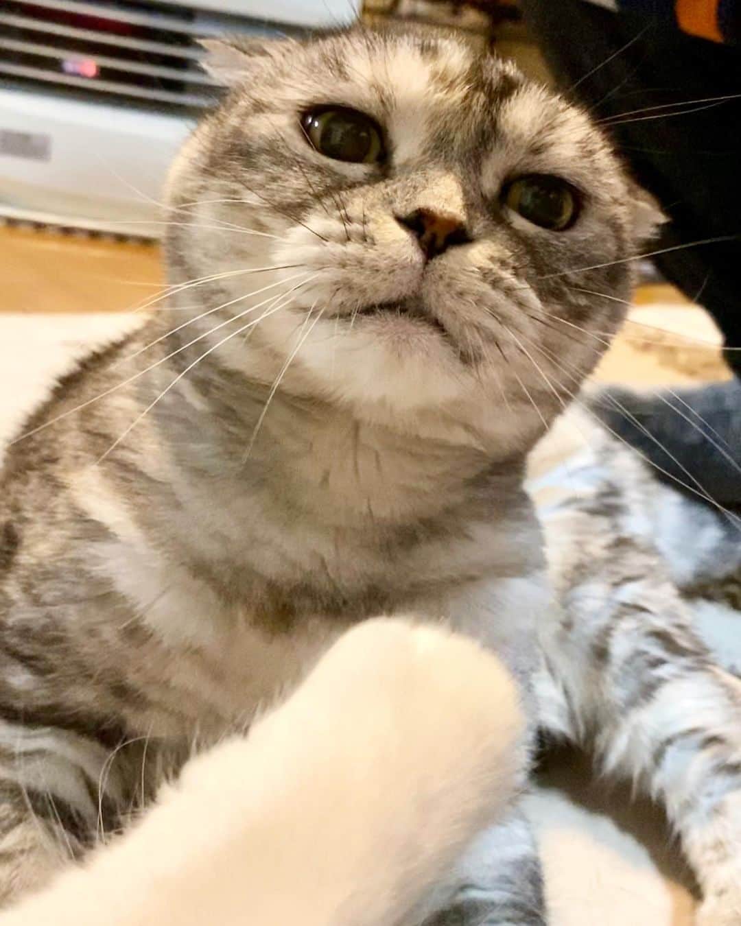 のインスタグラム：「Good morning!! ☁️おはナビー!! *  ナビの「やるのかコラァ顔」 *  #全然迫力ない #ナビちん#neko#cat#猫#ネコ#ねこ#スコティッシュフォールド#まんじゅう部#致命的な魅力#scottishfold#catsofinstagram #cats_of_instagram#cats_lover」