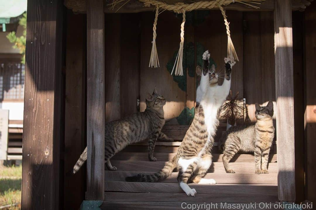 Masayukiさんのインスタグラム写真 - (MasayukiInstagram)「お手入れ隊。  おはようございます。 Good morning from Tokyo Japan ☁️ #cat #ねこ」10月29日 8時48分 - okirakuoki