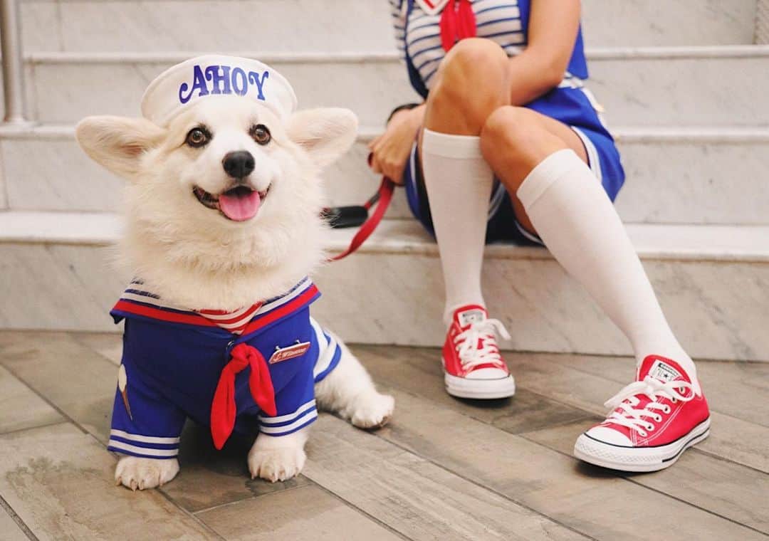 Winston the White Corgiのインスタグラム
