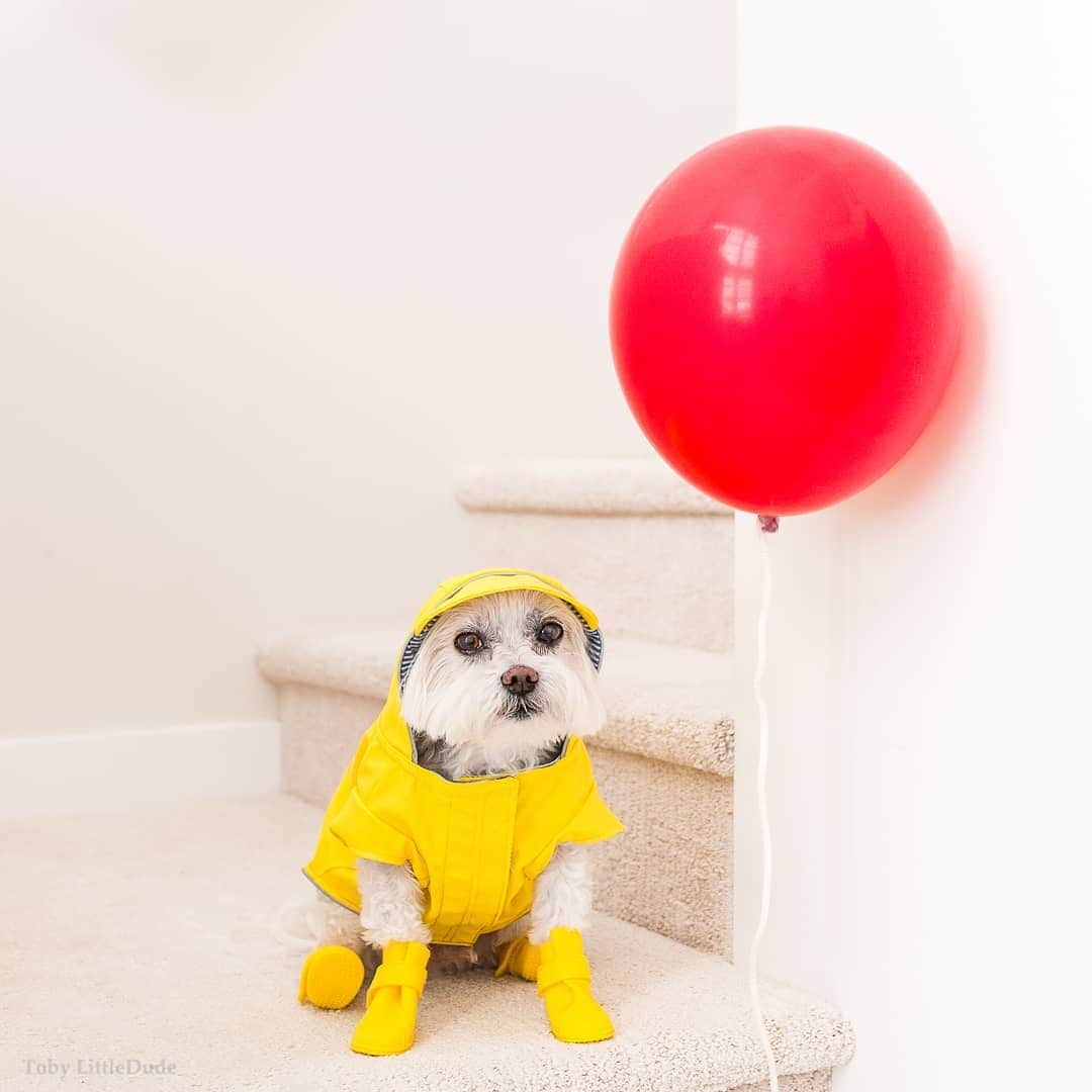 Toby LittleDudeのインスタグラム：「Boo! IT is scary....🎈」