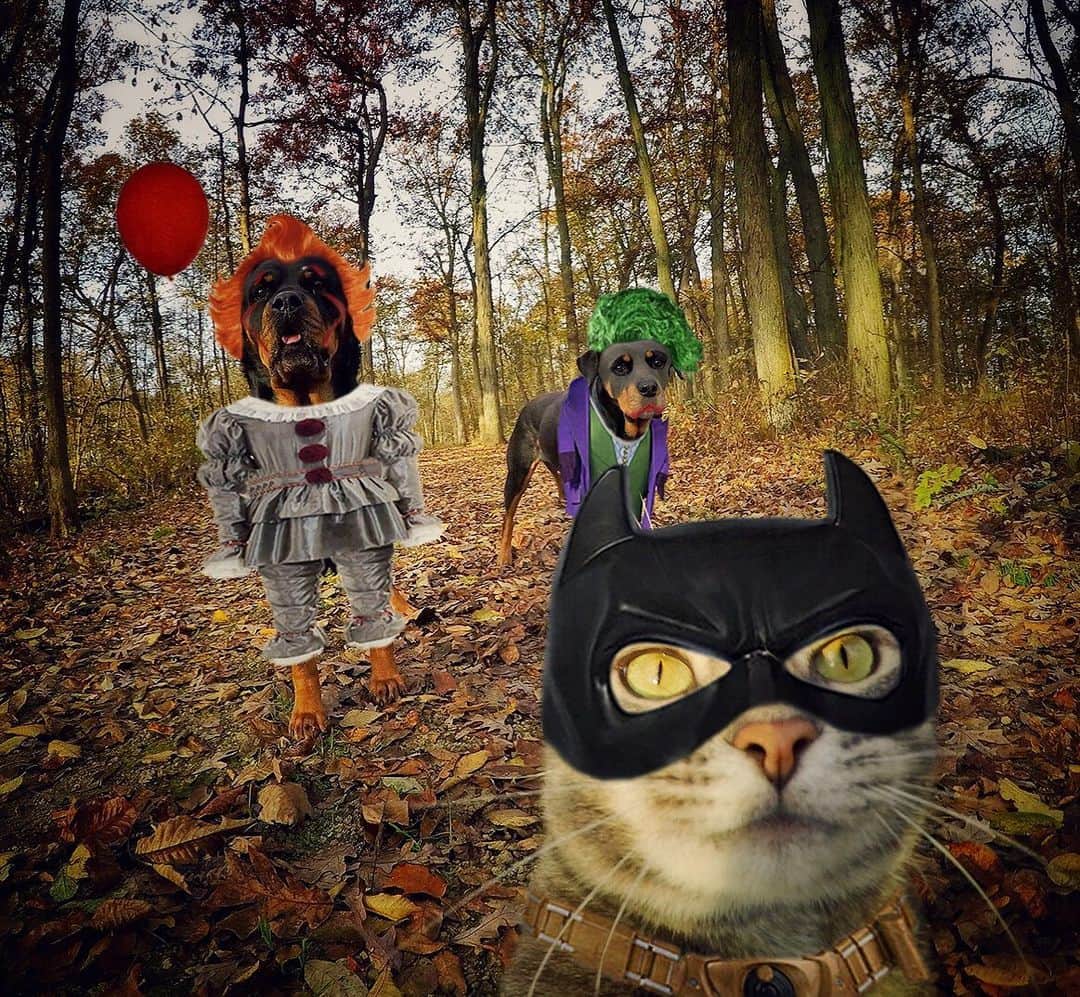 マニーのインスタグラム：「😼 Happy Halloween 🎃🦇🎈」