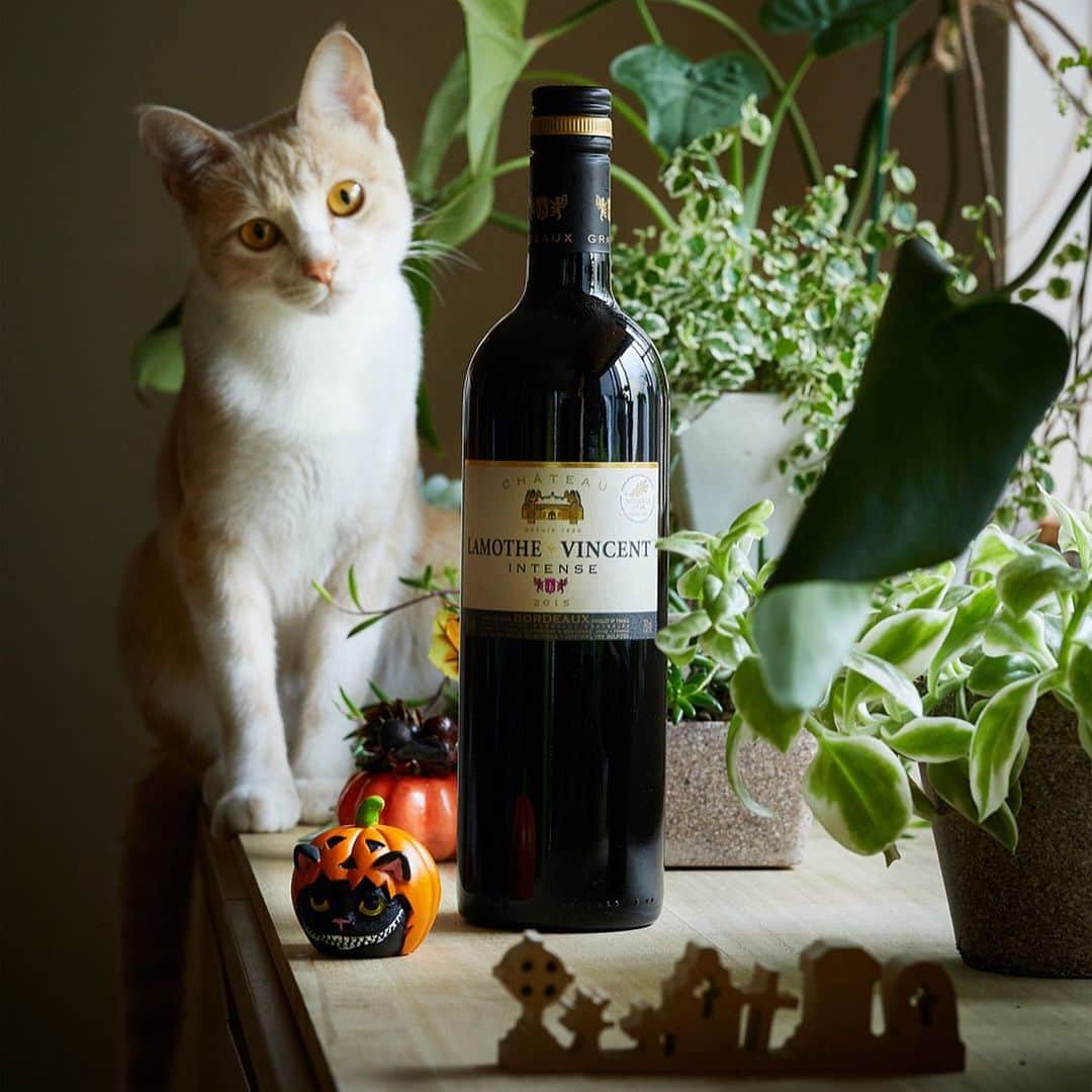 Najiiのインスタグラム：「🐱x🎃x🍷 - https://camp-in.jp/toriaezu-bordeauxwine　(10/1～公開) #とりあえずボルドーワイン と #ボルドーワイン をつけて、ボルドーワインの投稿をした方から抽選で30名様にボルドーワインをプレゼント。 - また、ボルドーワインをお店でカジュアルに楽しめちゃうレストラン・フェアも同時開催。 キャンペーン参加店舗はコチラ： パソコンから：https://tabelog.com/tieup/main/bordeaux_wines/ スマホから：https://s.tabelog.com/smartphone/tieup/main/bordeaux_wines/ - #とりあえずボルドーワイン #ボルドーワイン #プレキャン #プレゼントキャンペーン #インスタキャンペーン #bordeauxwine #presentcampaign #winelovers #winistagrammer #prize @Bordeauxwinesjp」