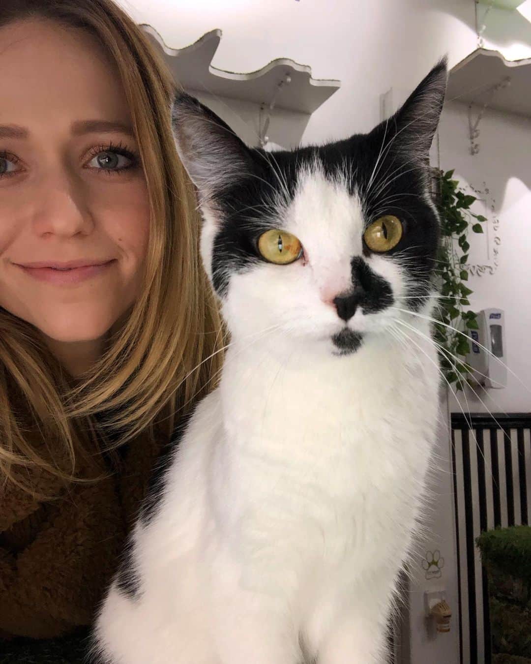 ジョアンナ・ブラッディのインスタグラム：「@ladydinahscats 😸」