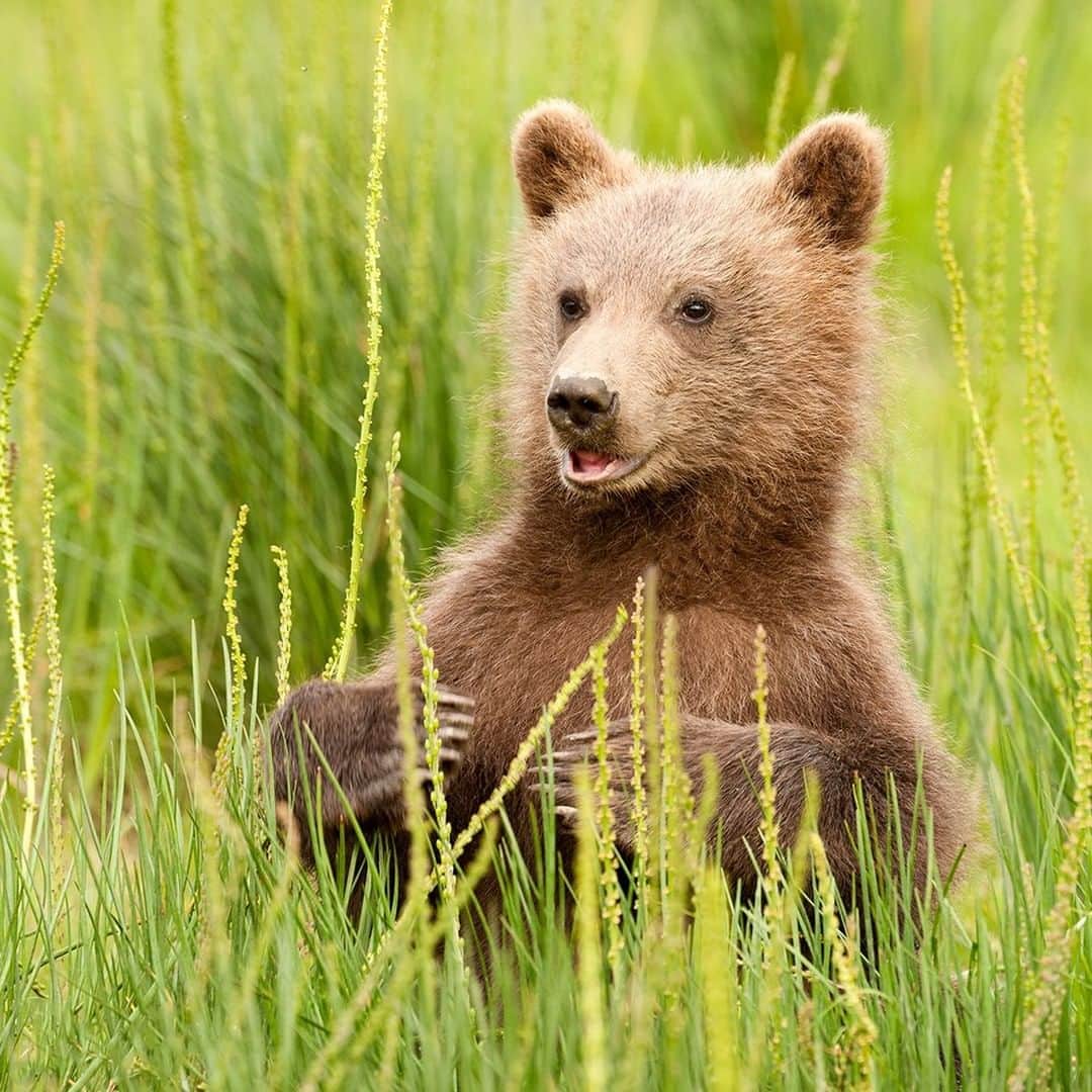 National Geographic Travelさんのインスタグラム写真 - (National Geographic TravelInstagram)「Photo by @daisygilardini | Grizzly bears have strong personalities, even at a very early age. On one of my bear adventures in Alaska's Lake Clark National Park and Preserve, I had the opportunity to spend a lot of time with this young bear. Over several days we established a great relationship based on respect and mutual curiosity. One warm spring day, he was playing in the tall grass when he suddenly stood up to look at where his mama had gone. I love his expression. Follow me @DaisyGilardini for more images and behind-the-scenes stories. #bear #brownbear #Alaska #curiosity」10月29日 21時07分 - natgeotravel
