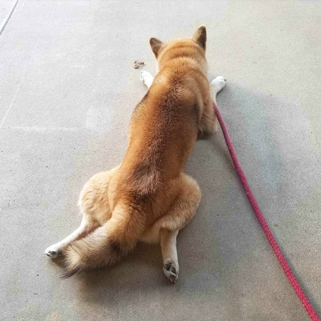 柴犬たま Shibainu Tamaさんのインスタグラム写真 - (柴犬たま Shibainu TamaInstagram)「たママ、もう待ちくたびれました… * Caption trans🇬🇧 Tama got tired of waiting… * #柴犬たま #たママ #待ちぼうけ #カエル足 #しっぽモフモフ #たぬきのしっぽ #ツートンカラー #後頭部フェチ #柴犬 #shiba #shibainu #shibastagram #犬 #dog」10月29日 12時45分 - tama7653