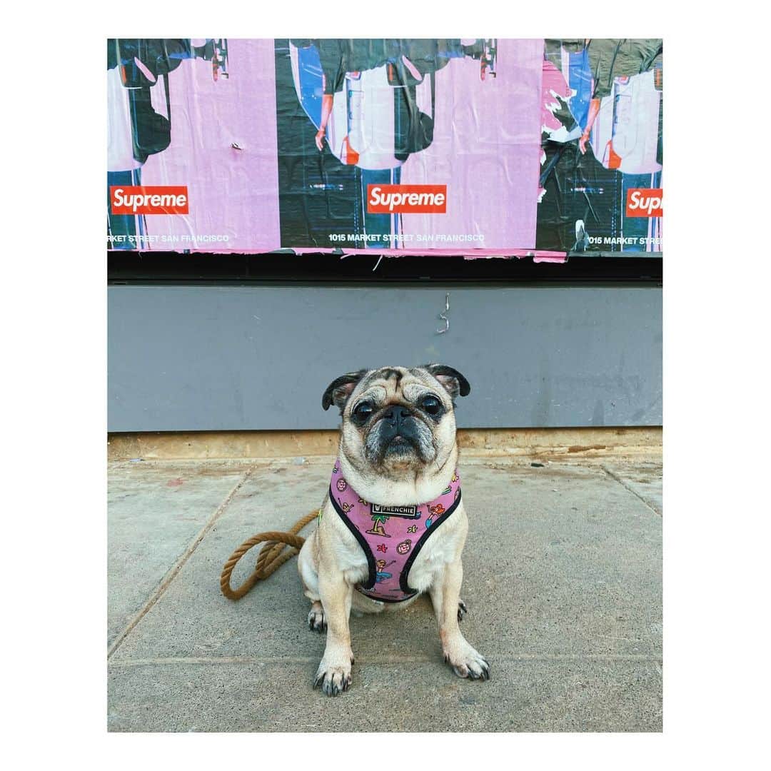 Melissa Santiagoのインスタグラム：「Hype beast #DailyPug #LeicaHarrietPancakes」