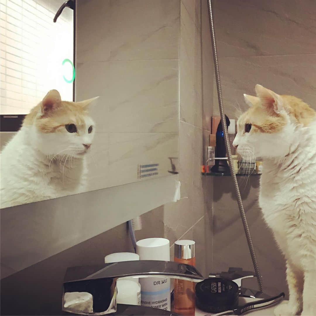 黃阿瑪的後宮生活さんのインスタグラム写真 - (黃阿瑪的後宮生活Instagram)「阿瑪：「又被鏡中的自己帥醒。」#阿瑪 #帥 #貓 #fumeancats #黃阿瑪的後宮生活」10月29日 14時58分 - fumeancat