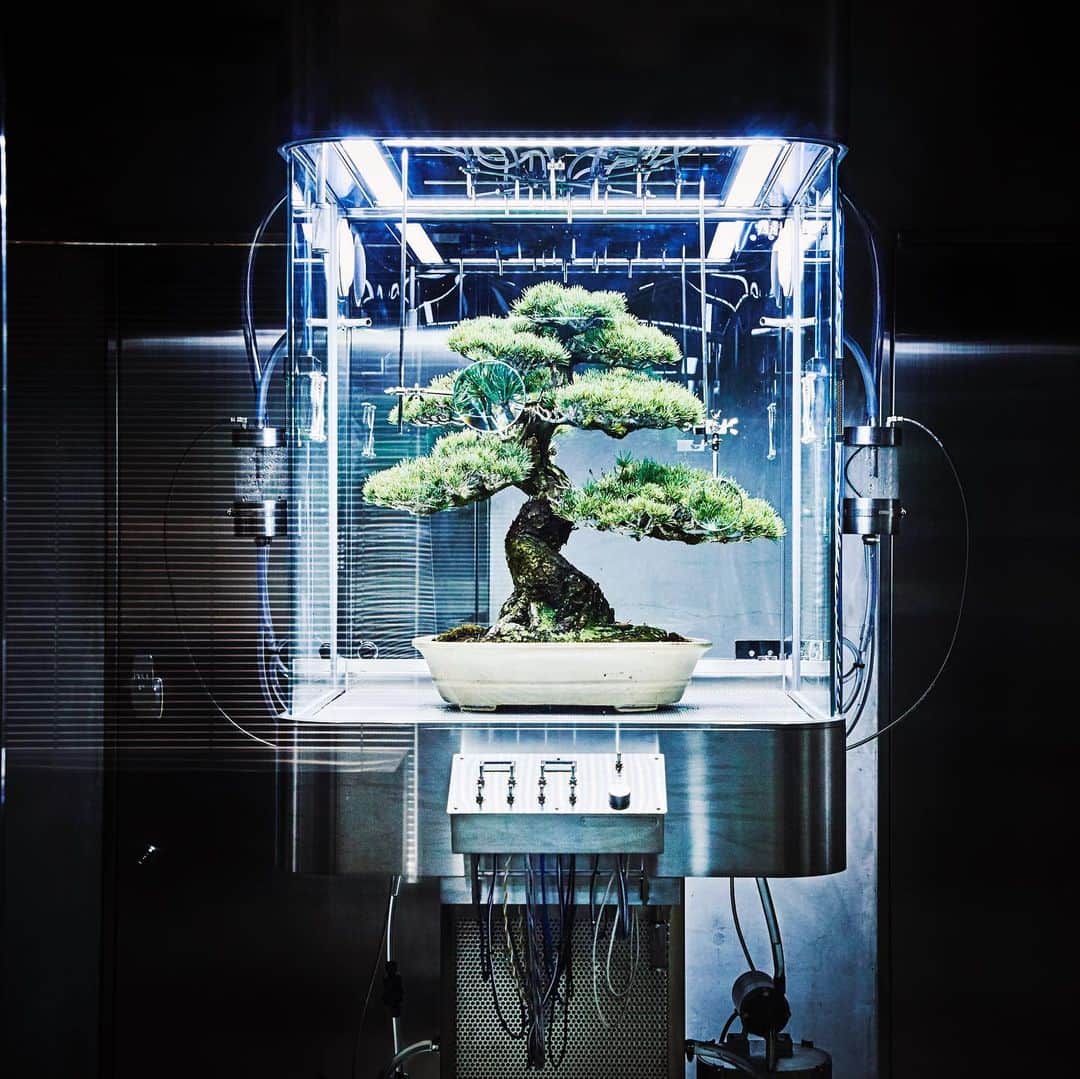 東信さんのインスタグラム写真 - (東信Instagram)「New artwork!!! Encapsulated environmental system: Paludarium TACHIKO 【密閉型環境実験システム・パルダリウム刀子】  Size: W840 x D900 x H2,100(mm)  Paludarium, a small conservatory invented in England in the 19th century, is a plant protection machine that has been later exhibited at the Paris Expo and such. This work “Paludarium TACHIKO” is a result of new interpretation of Paludarium, which is now equipped with various functions and transformed into a contemporary encapsulated environmental system. The machine takes in essential elements – water(rain and fog), wind, light and sound – by artificial means and completes a small world where its ecological cycle is condensed.  パルダリウムと呼ばれる小さな温室は19世紀のイギリスで発明され、その後パリ万博にも出展された植物保管機である。今回、このパルダリウムに新たな解釈を施し、さまざまな機能を装備することで密閉型環境システムとして現代に置き換えた作品が【パルダリウム刀子】である。 この装置の中で雨、霧、風、光、音という植物に必要不可欠な要素を人工的に取り入れることで、地球の生態系のサイクルを縮小した一つの小さな世界が完成する。  #azumamakoto #makotoazuma #shiinokishunsuke #amkk #amkkproject #東信 #東信花樹研究所 #flowerart #Paludarium #tachiko」10月29日 15時21分 - azumamakoto