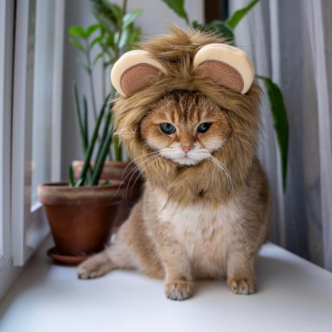 Hosicoさんのインスタグラム写真 - (HosicoInstagram)「That's right, lion, king of the jungle 🦁👑」10月29日 15時22分 - hosico_cat