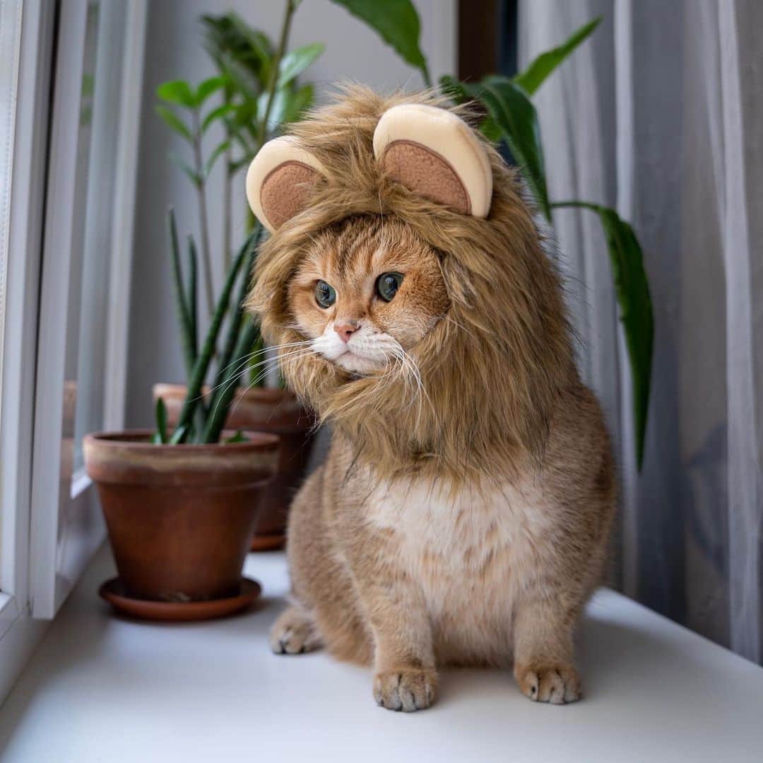 Hosicoさんのインスタグラム写真 - (HosicoInstagram)「That's right, lion, king of the jungle 🦁👑」10月29日 15時22分 - hosico_cat