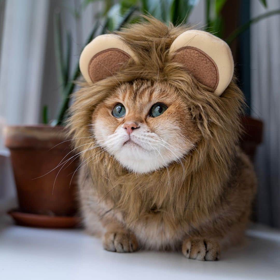 Hosicoさんのインスタグラム写真 - (HosicoInstagram)「That's right, lion, king of the jungle 🦁👑」10月29日 15時22分 - hosico_cat