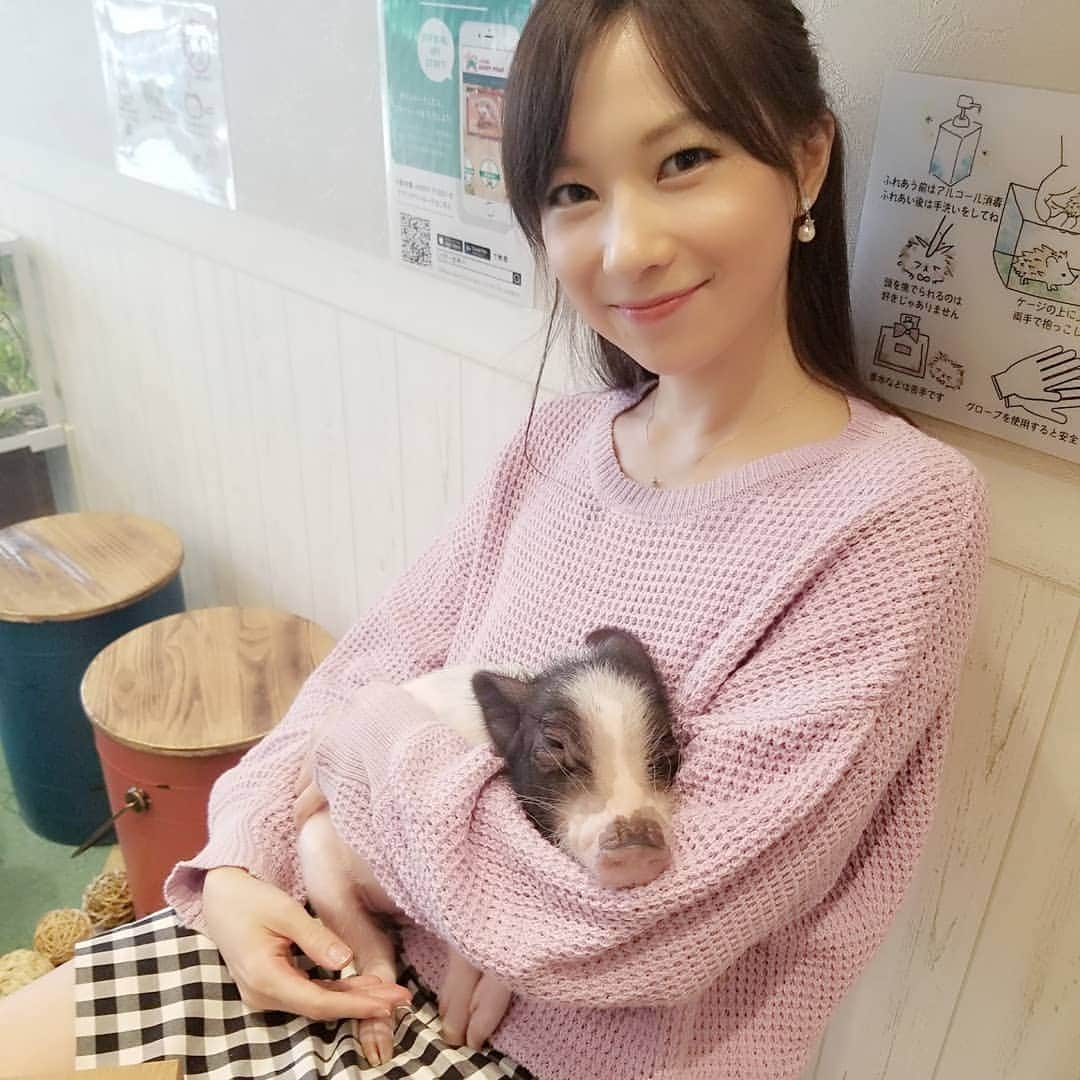 yukapinのインスタグラム：「🦔小動物園 HARRY PIGGY🐷❤ 吉祥寺駅北口駅前 ビジョンCM撮影 撮影で大好きな動物さんたちと共演できて とってもとっても幸せでした╰(*´︶`*)╯♡ マイクロ🐷さんは、初めて触れ合ったのですが想像以上に小さくて甘えたさん！😍 可愛い過ぎました(♡˙︶˙♡)💓💓 ※CM放映は、2019年11月1日～ 2020年10月31日の1年間を予定！🥰 絶対遊びに行くべしです😆❤️ #小動物カフェ　#小動物園　#小動物園harrypiggy　#吉祥寺　#吉祥寺カフェ #カフェ #動物カフェ　#動物動画 #マイクロブタ #マイクロブタカフェ #星那優歌 #星那優歌のせなちゃんねる #LINELIVE　#小動物好き #動物好き」