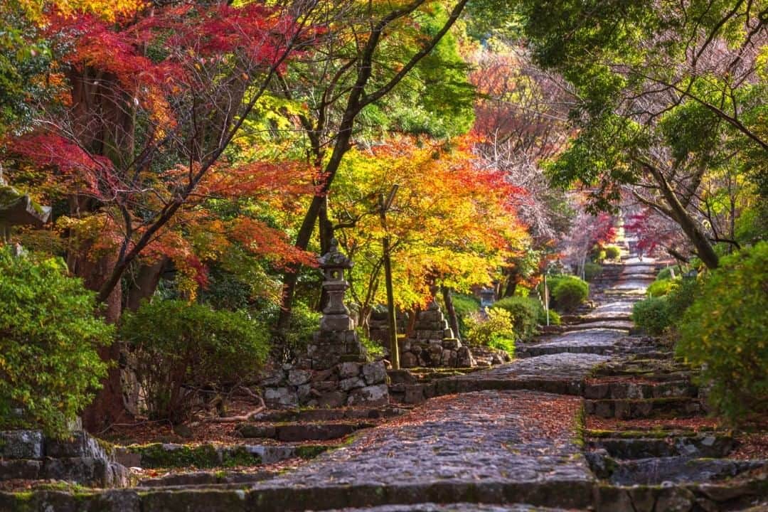 Birthplace of TONKOTSU Ramen "Birthplace of Tonkotsu ramen" Fukuoka, JAPANさんのインスタグラム写真 - (Birthplace of TONKOTSU Ramen "Birthplace of Tonkotsu ramen" Fukuoka, JAPANInstagram)「Located in Tagawa County, Fukuoka, Mount Hiko Shrine (Hikosan Jingu) is one of the best spots for colored leaves in autumn season. Take as many photogenic pictures as you can and brag to your friends at home about your trip in Fukuoka! ©Fukuoka Prefecture Tourist Association #fukuoka_tonkotsu #fukuokalover #ilovefukuoka #hikosanjingu #tagawagun #fukuoka #mapleleaf #autumn #colouredleaves」10月29日 15時53分 - goodvibes_fukuoka