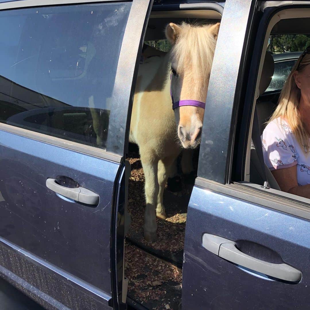 榎下陽大さんのインスタグラム写真 - (榎下陽大Instagram)「ペットのセリーヌ(13歳)だそう。奥にはロビン(15歳)がいました。 車に乗ってるポニー初めて見ました。 アメリカ凄いわ。」10月29日 16時05分 - yodai_enoshita