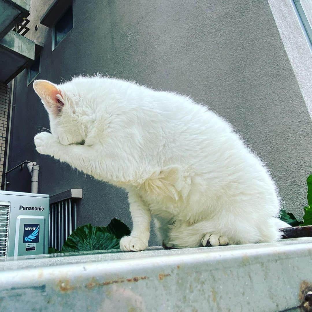 マサイのインスタグラム：「みにゃいで」
