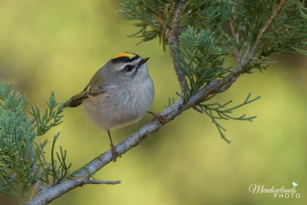 Sigma Corp Of America（シグマ）さんのインスタグラム写真 - (Sigma Corp Of America（シグマ）Instagram)「@meadowlandsPhoto captured this Golden Crowned Kinglet in Sandy Hook, NJ. Taken with the SIGMA 150-600mm F5-6.3 DG OS HSM Sports lens. . . . @sigmaphoto #sigmaphoto #sigma150600sports #birding #bird #photography #TelephotoTuesday」10月29日 22時00分 - sigmaphoto