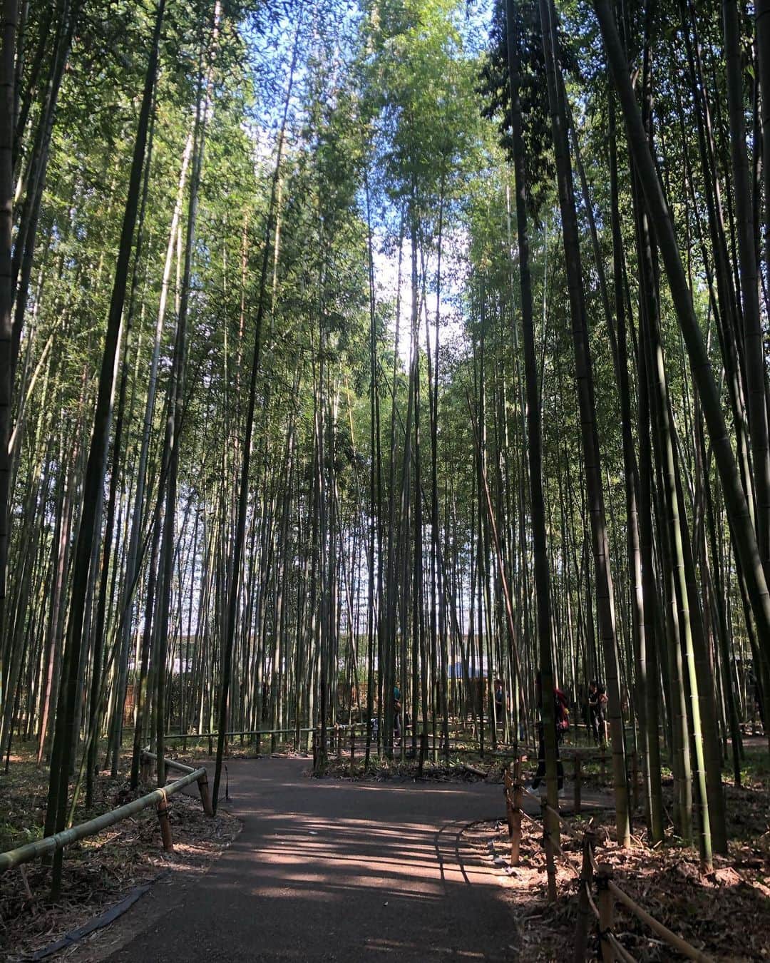 石井美音奈のインスタグラム：「行ってみたかって竹林 すいてて良かった🥰  #京都 #京都旅行 #京都観光 #竹林 #嵐山　#竹」