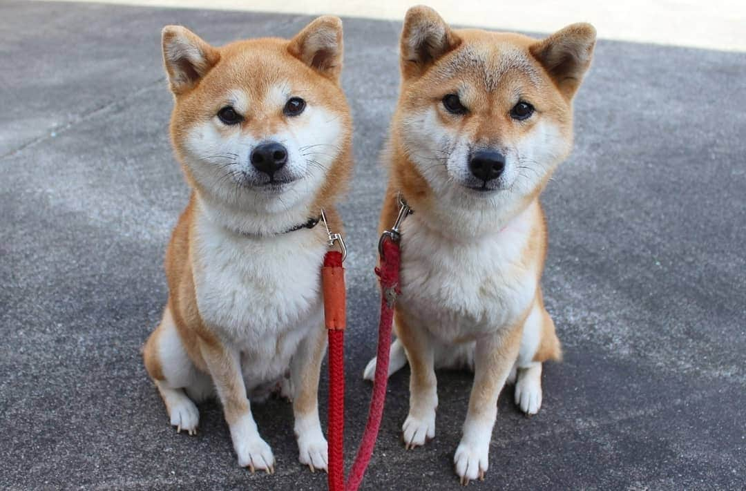 柴犬たま Shibainu Tamaのインスタグラム