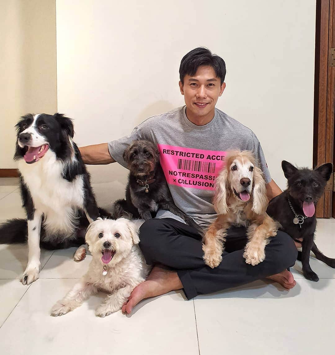 デスモンド・タンのインスタグラム：「If you are messing with me, you are messing with my pack! Beware! They will lick and kiss you until you surrender! Think twice! ⚠️🐶💋👅 Which one is stealing your heart most? #OreoTan #ParkieTan #KantoTan #HoshiTan #UdonTan」