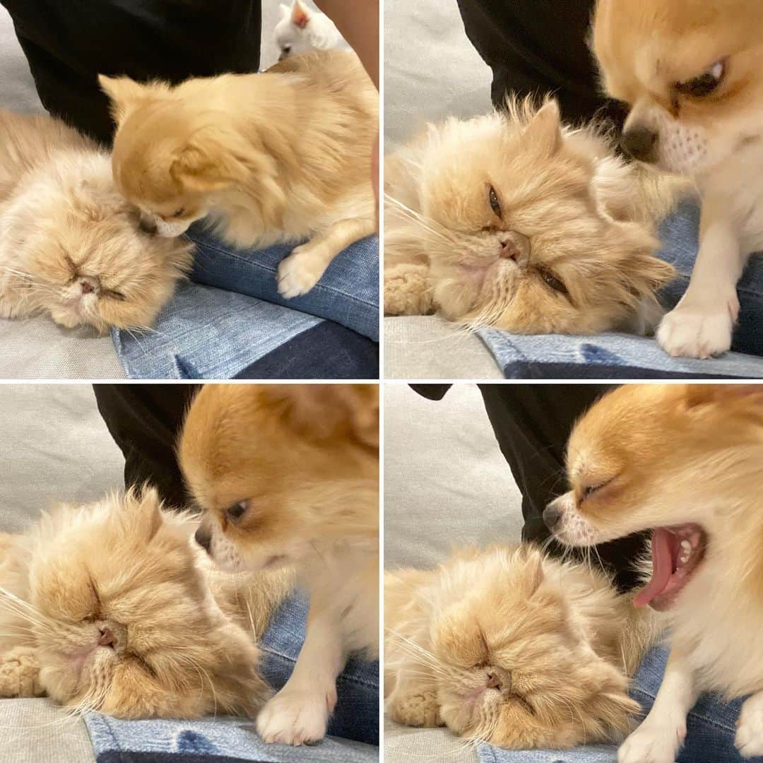 ミッシュさんのインスタグラム写真 - (ミッシュInstagram)「どこに寝るか。。 #🐈🐕#誰がどこ #Loa君 の#危機感#に比べ　 #ミッシュ#そんなの#おかまいなし  #どこでも#爆睡#大物だわ  #misch1207s  #鼻ぺちゃ#cat #ねこあつめ #にゃんすたぐらむ#猫と暮らす #エキゾチックロングヘア  #ねこ #ネコ #猫  #neko #猫部 #ねこ部 #にゃんだふるらいふ #catstagram #Exoticlonghair#catlover #catsofinstagram#cats_of_instagram」10月29日 19時01分 - misch1207s