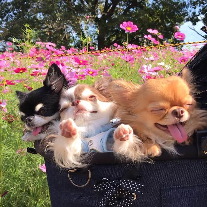 kayoのインスタグラム：「* * お天気良くて☀ あちちーー😛な めろめろとくりおの間で… * * 暑さに強い らいちんは 気持ち良かったのか ずーーっとこの体勢でした😂 * * らいちん オモシロ過ぎでしょ😂💗 * *  Melon🌸Lychee🌸kulio * * #コスモス #秋桜 * #chihuahua#chihuahualove#dogstgram#dog#instadog#チワワ#チワワ大好き * *」