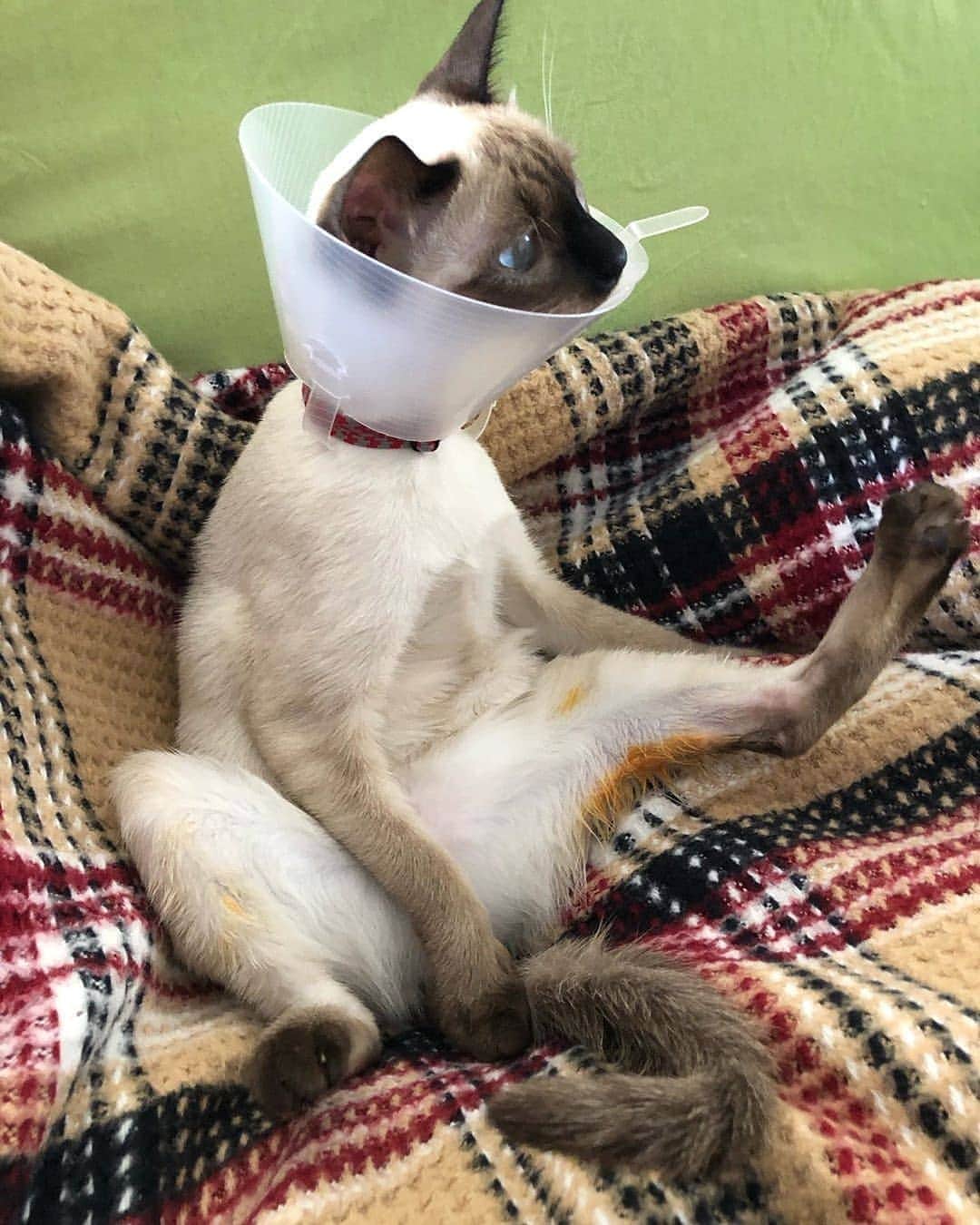siamese_love_のインスタグラム：「from @candygirltahin - ~Hastayım ben. Netflixi açıp ödül mamamı verirseniz sevinirim.~ ~I am sick. Turn on netflix and give me reward food. #cat #猫#gattisiamesi #Siamesi#Siamese #siamcAt #siamesecatlovers #siamcatlovers #siamesemix #siamesekitten #siamesekitty #siamés #siamesecatoftheday #gatto #chat#siamesecatofinstagram #siamesecats#siamesecat #instasiamese#siamesebluepoint #gattosiamese #gatos#고양이 #kat#katze#kotka#köttur  #샴고양이 #샴 #シャム猫」