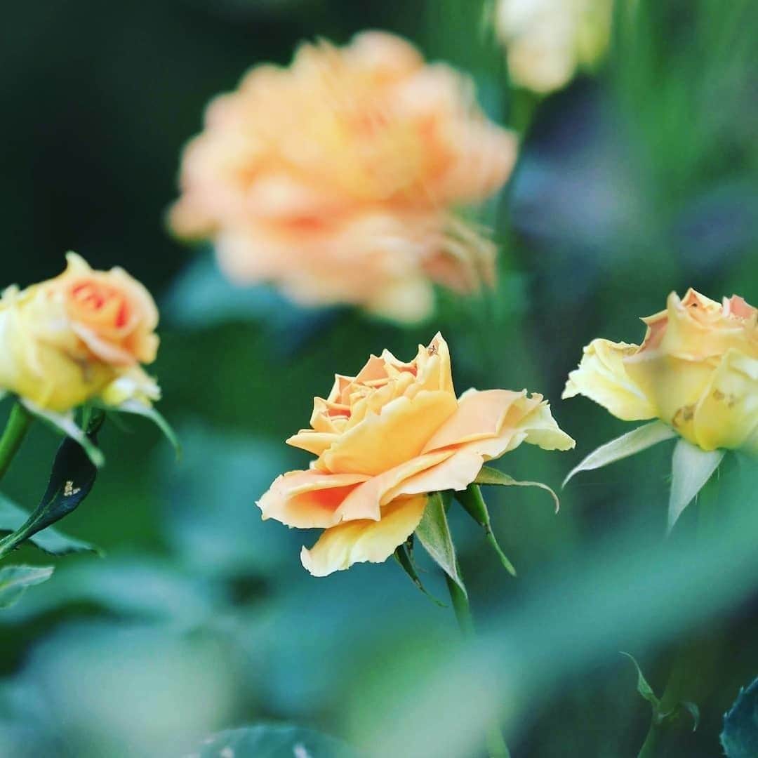 花の写真館のインスタグラム：「Photo by @flower201603.⠀ https://instagram.com/flower201603/⠀ .⠀ Original Post[投稿頂いたURL]⠀ https://www.instagram.com/p/B2fIwtQga-H/⠀ .⠀ 本アカウントは、 #私の花の写真 をつけてInstagramに投稿された皆さまの花の写真や、「花の写真館」Facebookページで投稿された花の写真を紹介します。⠀ 「花の写真館」Facebookページは、「 @floral.photograph 」のプロフィールにあるURLからご覧ください。⠀ .⠀ #花の写真館 #floralphotograph #floralphoto #flower #flowers⠀ Follow: @floral.photograph」