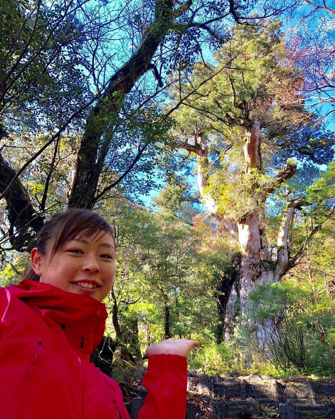 植草歩さんのインスタグラム写真 - (植草歩Instagram)「縄文杉🌳行ったんだよ〜︎︎⸜☺︎⸝ . . . . #縄文杉 #縄文杉トレッキング #屋久島 #ウィルソン杉」10月29日 19時57分 - ayayumin0725