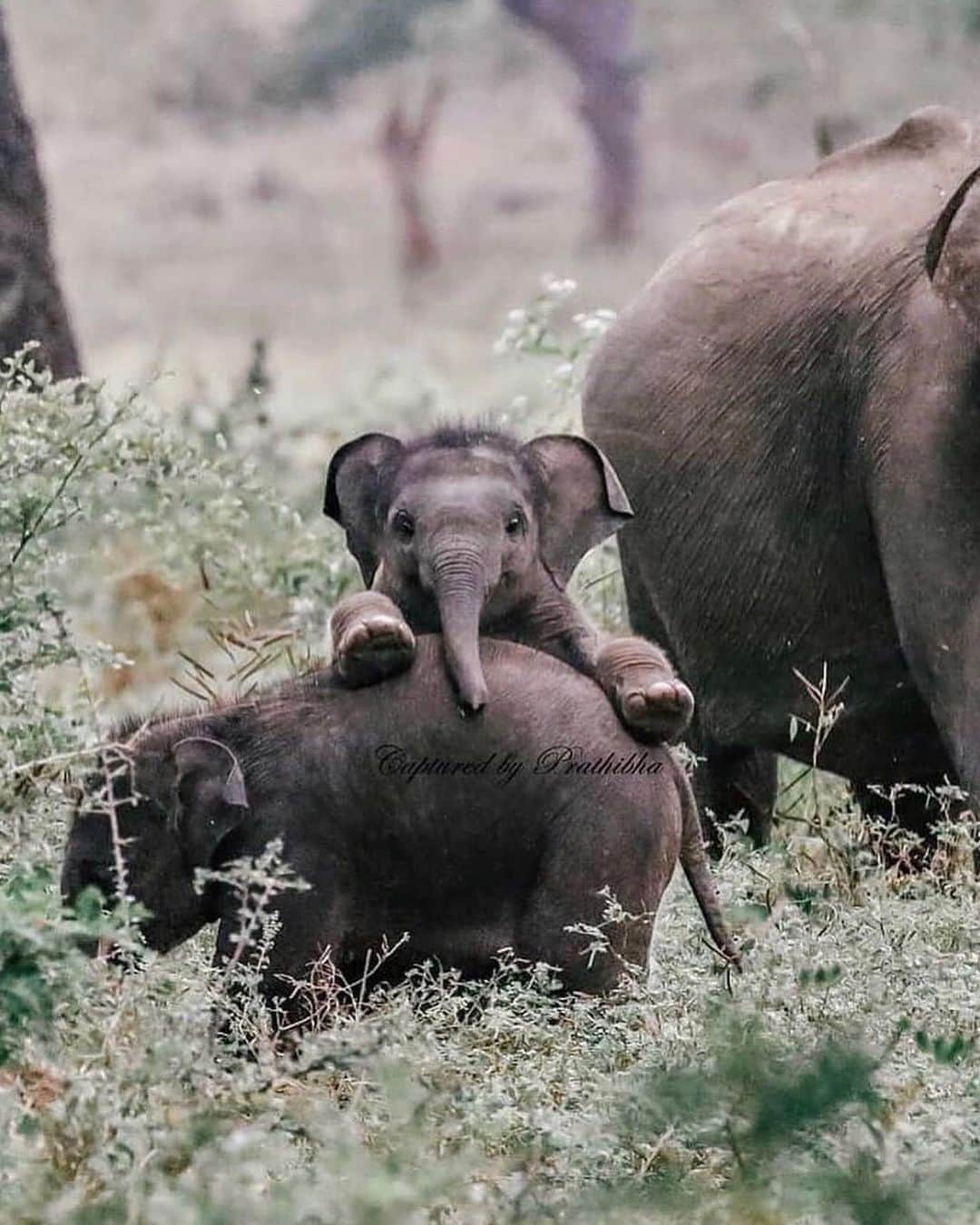 bestvacationsのインスタグラム：「via @insta_animall 🐘 Baby Elephant for Happy Friday! 😍 📷 @thissrilankangirl  #southafrica #newyear . . . . #cute #love #goals #perfect #stylish #inspiration #amazing #fashionpost #beautiful #girl #beach #streetstyle #bestoftheday #fashioninsta #fashionblog #photooftheday #style #flowers #babies #fashionable #gorgeous #balcony #baby #fashion #dress #babe #BestVacations」