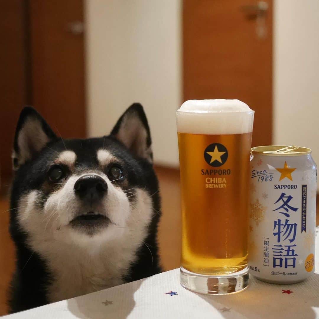 くろさんのインスタグラム写真 - (くろInstagram)「本日発売 🍺 ⭐️SAPPORO冬物語❄️ #サッポロ冬物語 #冬物語 #贅沢でまろやかなコク #限定醸造 #Since1988 #本日発売 #サッポロビール #sapporobeer #lovebeer #⭐️SAPPORO #黒柴 #柴犬 #わんこのいる暮らし #わんこと一緒 #わんことの生活 #わんこと暮らす #柴犬と一緒 #柴犬のいる暮らし #柴犬のいる生活 #わんダフォ #わんだふるJapan」10月29日 20時02分 - m6bmw