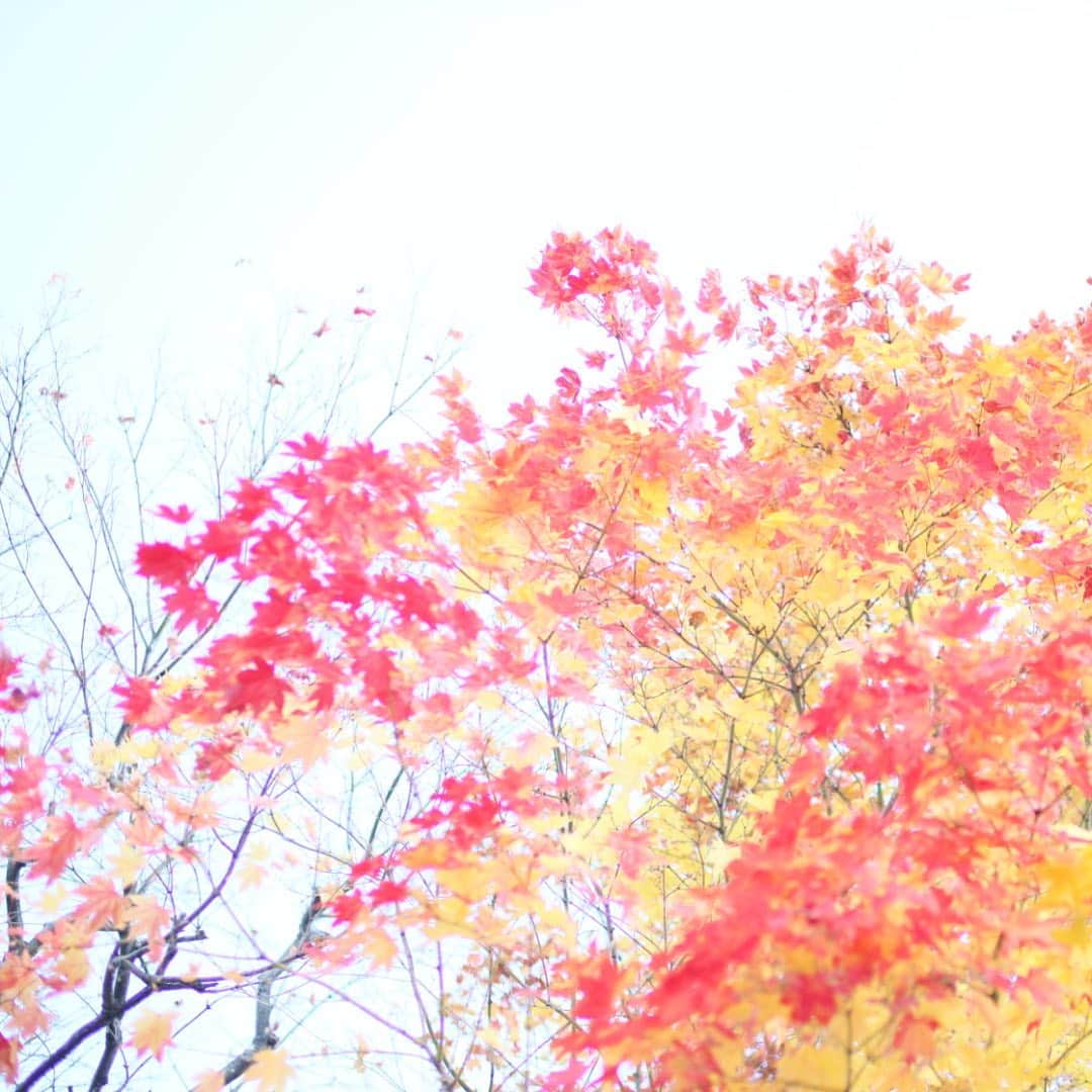 kiccyomuのインスタグラム：「☀️ 2019.10.30 Wed 一足お先…北海道の #紅葉 🍁 色変わり途中で、綺麗な色合いに😍 * 伯母さんのお見舞いで 観光無しは勿体無いけど… 今日も元気に🤗 * location #北海道 #札幌 撮影 10月29日」