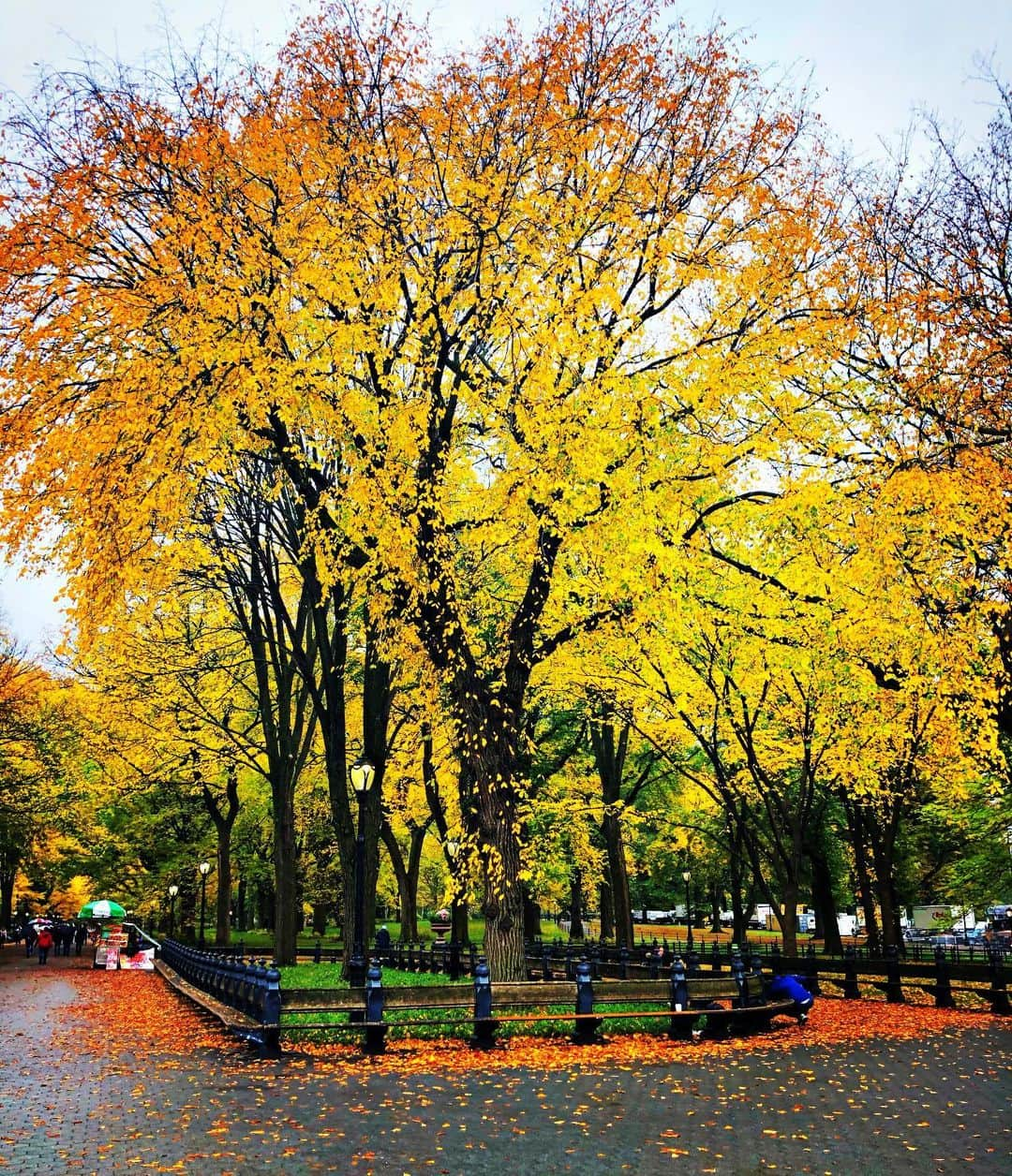 ラファエル・スバージさんのインスタグラム写真 - (ラファエル・スバージInstagram)「A reason to get up in the morning  #fall  #centralpark」10月30日 5時56分 - raphaelsbarge