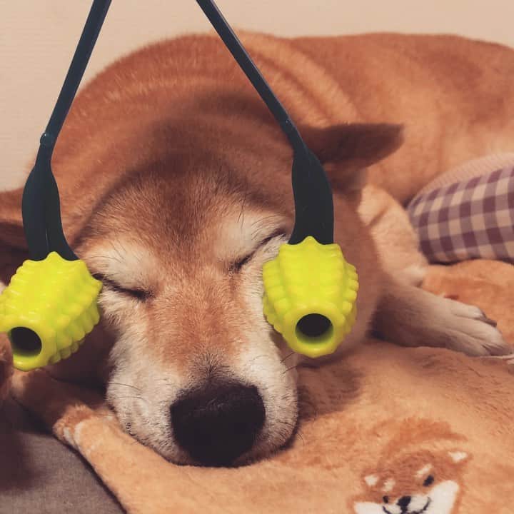 マロたんのインスタグラム：「I need to go to sleep. 至福(ころころ) #shiba #shibainu #weeklyfluff #わんこの癒し」