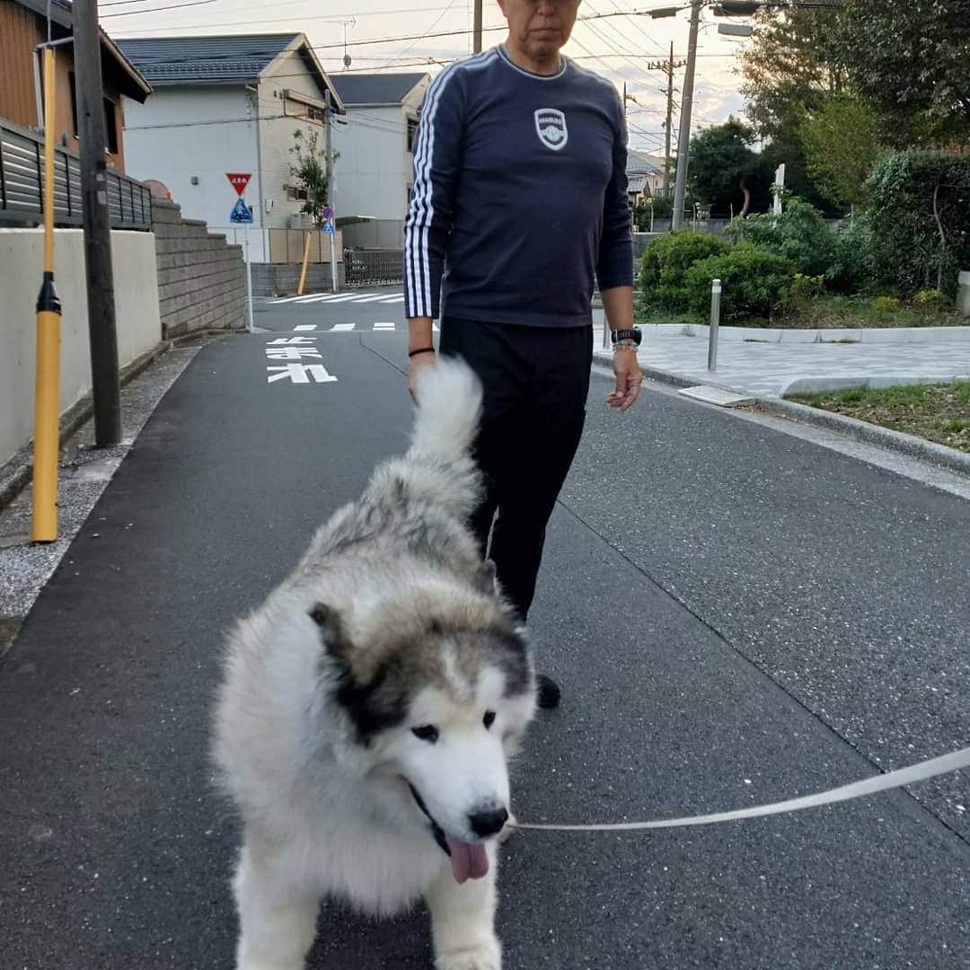 田畑祐一のインスタグラム：「散歩をしていたら、毛むくじゃらの巨大生物に遭遇⁉️ アラスカンマラミュートという大型犬だそうで、体重は成人男子並みだとか❗  全身結構な剛毛で四肢がガッチリ太くて肉厚で、ものすごく私好みのワンちゃんで、思わずハグハグさせてもらったんですが、嫌がりもせず仲良くしてくれました❤️ たまらん・・・(*´ー｀*) #アラスカンマラミュート #毛むくじゃら #モフモフ #肉厚 #仲良し」