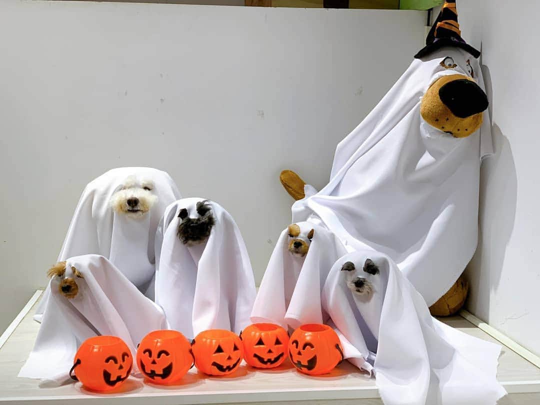 のインスタグラム：「Party animals!! #happyhalloween @bichon_whoohoo」