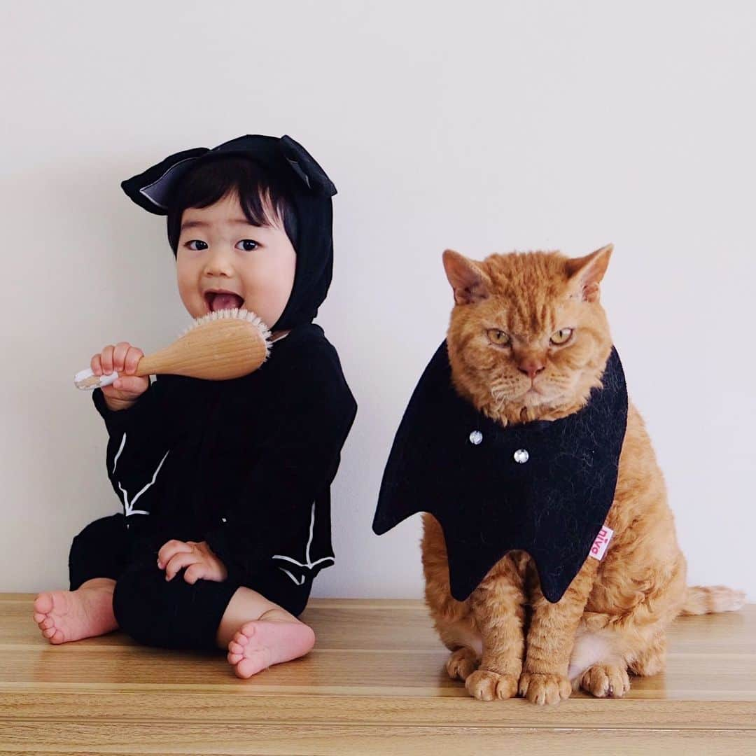 ギネス & ピムスさんのインスタグラム写真 - (ギネス & ピムスInstagram)「29/10/2019 Happy Tuesday! ・ Happy #Halloween ! 🦇🦇🦇 Pimms says, It’s my brother's bib, but I think it suits me much better. Thoughts? Have a good day everyone! ・ ・ ハロウィン仮装第2弾。 みんなでコウモリ🦇 ギネピムがしているのは、 @niva___official のコウモリスタイ。 ピム丸がすっかり馴染んでいた笑 凪くんが着ているのも コウモリのロンパースだけど、 なんかよくわからない仕上がりに😂 ・ ・ #ギネスくん #ピムスくん #ギネピムと凪くん  #10monthsold #生後10ヶ月 #babyboy #男の子ベビー #赤ちゃんのいる生活 #赤ちゃんのいる暮らし #赤ちゃんと猫 #猫と赤ちゃん」10月29日 22時52分 - rina_takei