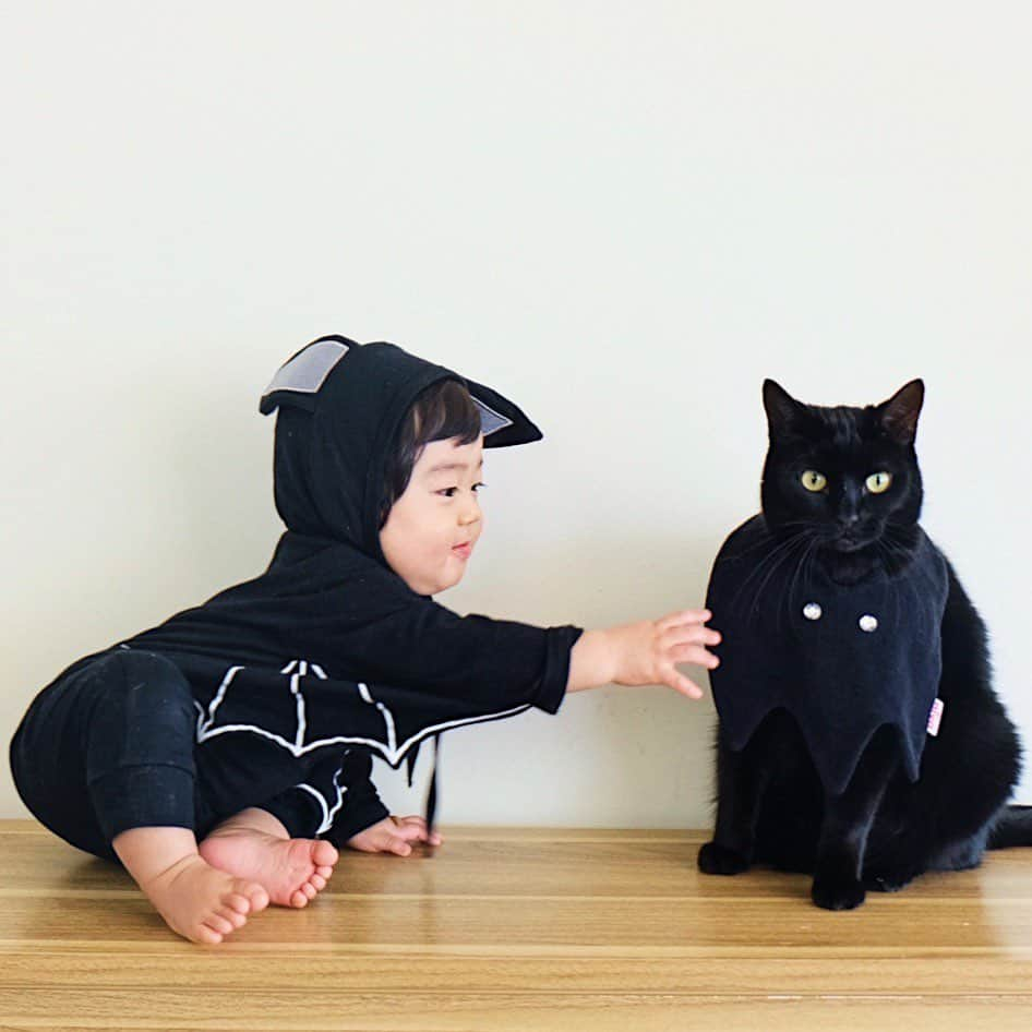 ギネス & ピムスさんのインスタグラム写真 - (ギネス & ピムスInstagram)「29/10/2019 Happy Tuesday! ・ Happy #Halloween ! 🦇🦇🦇 Pimms says, It’s my brother's bib, but I think it suits me much better. Thoughts? Have a good day everyone! ・ ・ ハロウィン仮装第2弾。 みんなでコウモリ🦇 ギネピムがしているのは、 @niva___official のコウモリスタイ。 ピム丸がすっかり馴染んでいた笑 凪くんが着ているのも コウモリのロンパースだけど、 なんかよくわからない仕上がりに😂 ・ ・ #ギネスくん #ピムスくん #ギネピムと凪くん  #10monthsold #生後10ヶ月 #babyboy #男の子ベビー #赤ちゃんのいる生活 #赤ちゃんのいる暮らし #赤ちゃんと猫 #猫と赤ちゃん」10月29日 22時52分 - rina_takei