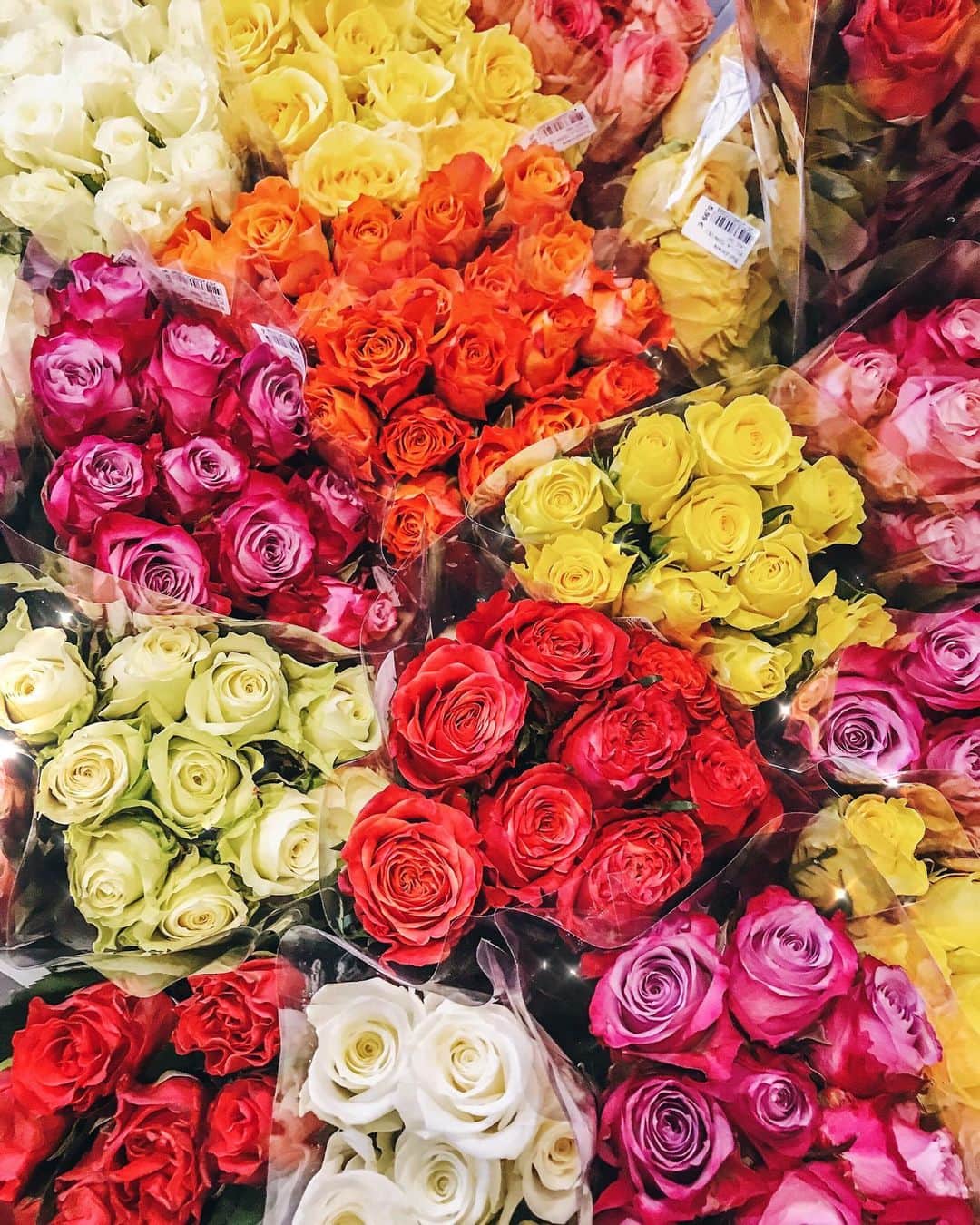 Anniさんのインスタグラム写真 - (AnniInstagram)「„And she said she like roses (you're too special) 🌹🌹🌹 You deserve, you deserve roses and you know this....“ Chris Brown - Roses #lyrics #chrisbrown #songtext #loveit——————————————————————————— • • • • •  #blogger #fashionblogger #inspiration  #fashionblogger_de #americanstyle #roses #blogger #inspo #flowercorner #fall #herbst #flowerstagram #flowers #pflanzenmauk」10月30日 0時12分 - annaleacosta