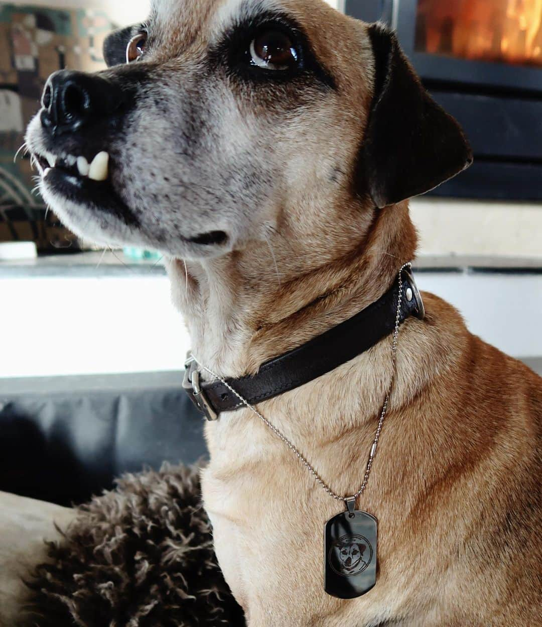 ステファニー・ヨーステンさんのインスタグラム写真 - (ステファニー・ヨーステンInstagram)「Micky showing off one of the new @mickymactroy dog tag necklaces! 🐾 Now available for humans too in the www.mickymactroy.com web shop! ✨ #mickymactroy #officialmerchandise #logo #militarytag #dogtag #necklace」10月30日 0時16分 - stefaniejoosten