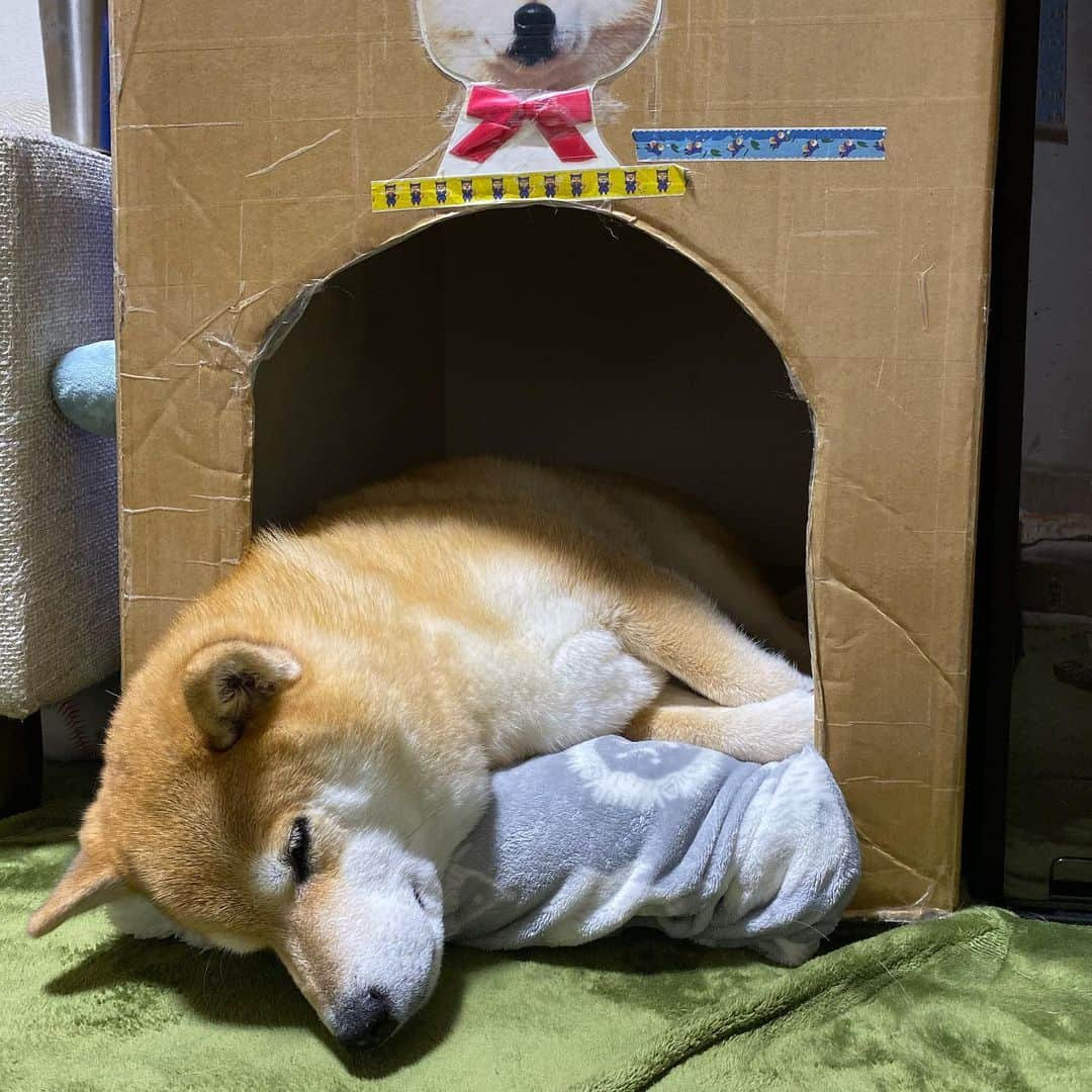 まる（まるたろう）さんのインスタグラム写真 - (まる（まるたろう）Instagram)「Good night!✨🐶💤✨今日のご飯美味しかったな〜☺️ #またこれで1ヶ月頑張れる #来月はいい肉の日で最強だと思うと #待ちきれない #ドキがムネムネ #早く来ないかな🐶」10月30日 0時21分 - marutaro