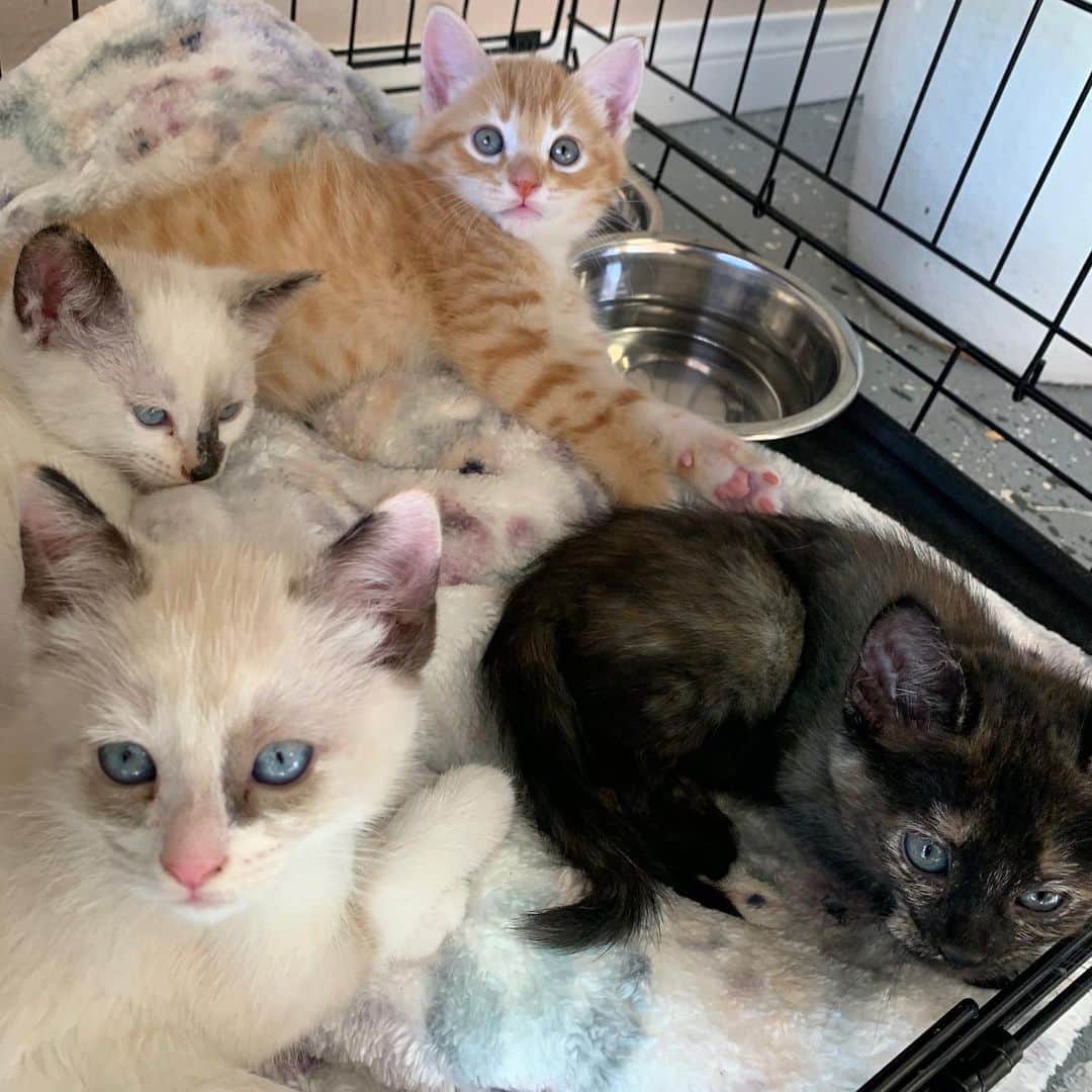 エレン・デジェネレスさんのインスタグラム写真 - (エレン・デジェネレスInstagram)「Who wants a kitten?! @Wagmorpets just got these kittens – 8 weeks old, all females.」10月30日 0時53分 - ellendegeneres