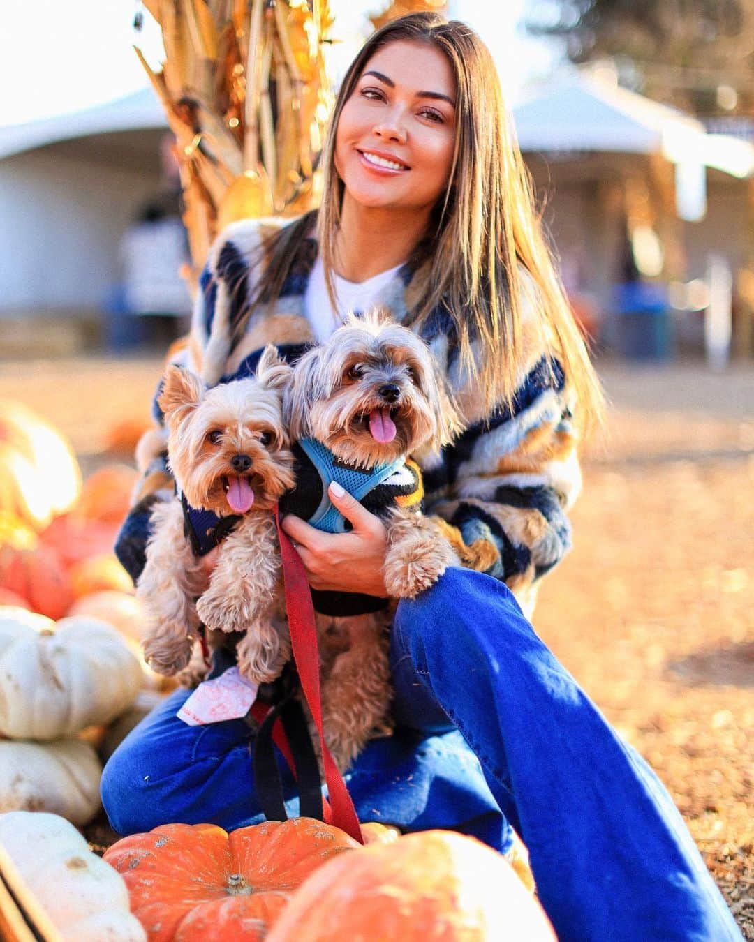 アリアニー・セレステさんのインスタグラム写真 - (アリアニー・セレステInstagram)「Picked the cutest pumpkins in the entire patch! 😍🎃 - 🐶🐶 @benzitos 📸 @theking_」10月30日 1時53分 - ariannyceleste