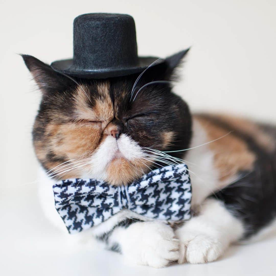 Pudgeのインスタグラム：「Pudge is here to #ShowTheBow in this throwback episode of Pudge’s DIY YouTube series. Today is #NationalCatDay and our good friend @nala_cat wants us cats to #ShowTheBow as a symbol of love and to help raise awareness for pet adoption. Happy #NationalCatDay everyone! ❤️ Thinking about bringing back her DIY series in 2020 🙌🏻 what would you like to see Pudge craft next?  @lovenalaco #catsofinstagram #catswithmustaches #cat」