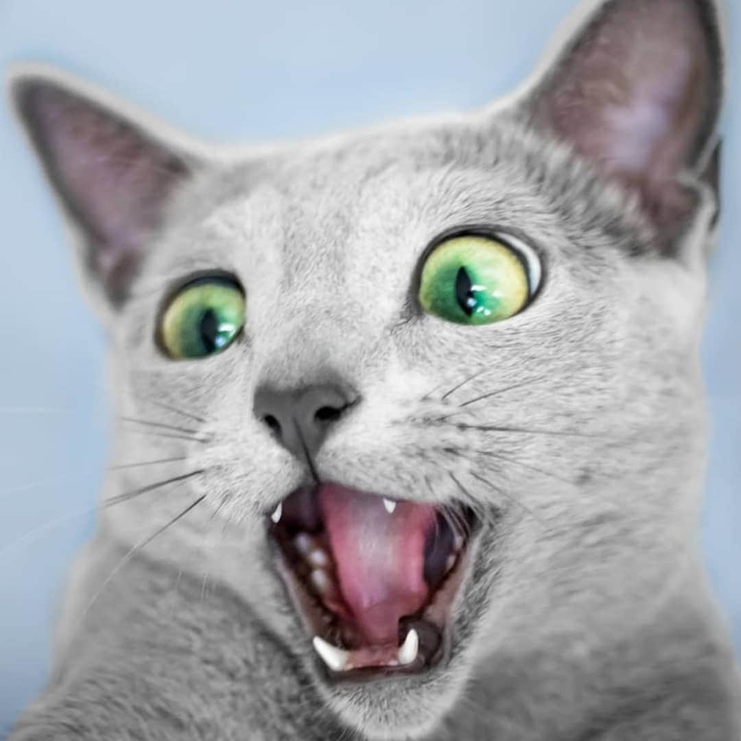 CatStockerさんのインスタグラム写真 - (CatStockerInstagram)「Hello! #catstocker is here! Follow our FURRriend @xafiandauri  Scroll right for more pictures 👉 . . . . . . #cat #neko #mačka #chat #котка #kotek #kot #кіт #mače #кошка #кот #katze #gato #gatto #kissa #子猫 #猫 #고양이 #貓 #kedi #köttur #kissanpentu #חתול #кішка #子猫 #kittens #小猫 #kätzchen #котята」10月30日 2時39分 - catstocker