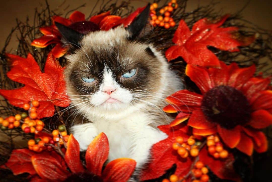 Grumpy Catさんのインスタグラム写真 - (Grumpy CatInstagram)10月30日 3時06分 - realgrumpycat