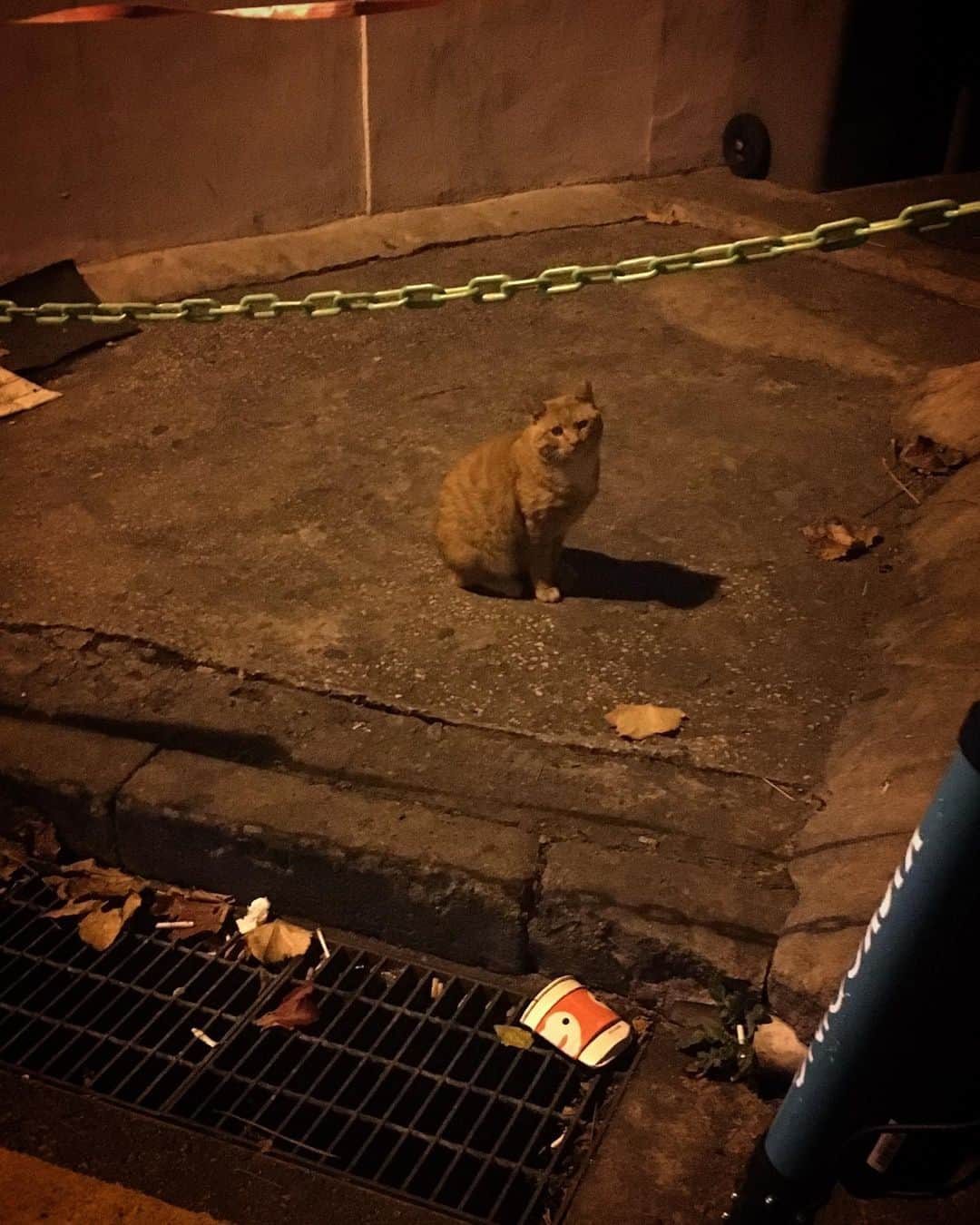 土岐麻子さんのインスタグラム写真 - (土岐麻子Instagram)「前にある建物の二階のあたりをずっと見つめてた。友達に会いに来たのかな。」10月30日 3時11分 - tokiasako