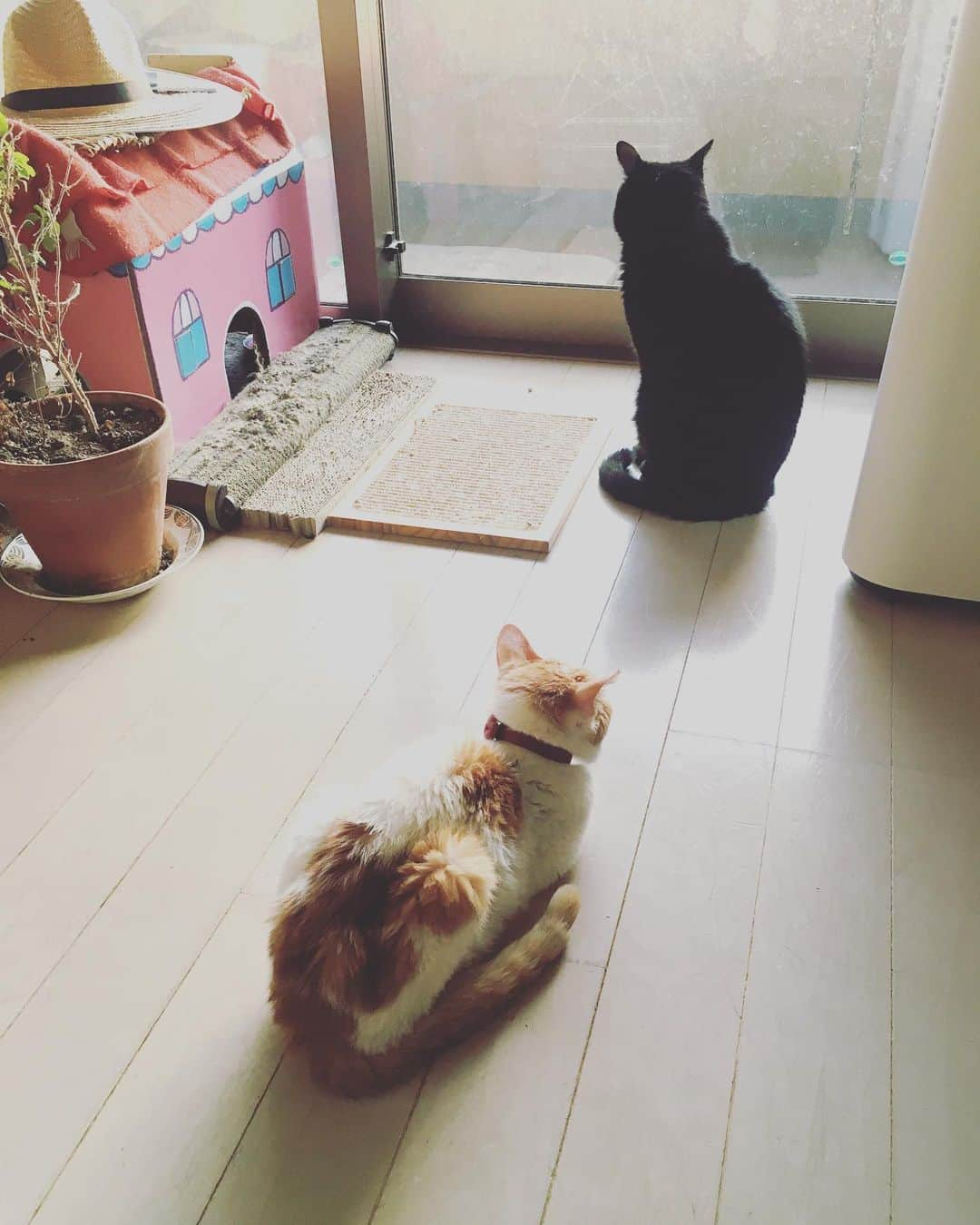 猫沢エミさんのインスタグラム写真 - (猫沢エミInstagram)「スーちゃん、生きるってなにかしら？  イオちゃん、生きるとはただそこに存在し続けることだよ。  スーちゃん、それには価値があるのかしら？  イオちゃん、存在の価値には上も下もない。ただそこに存在することだけが存在するのさ。  なんだか今日のスーちゃん、ワケワカメでカッコいい✨  #猫沢イオ　#ピガ兄　#猫沢組　#哲学家ピガ兄　#スーとイオの哲学の窓　#実存主義　#existentialisme  #猫師匠と猫弟子」10月30日 16時27分 - necozawaemi