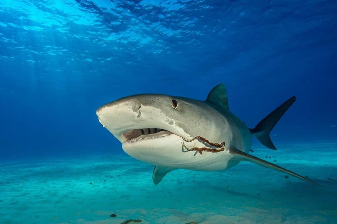 ナショナルジオグラフィックさんのインスタグラム写真 - (ナショナルジオグラフィックInstagram)「Photo by Brian Skerry @brianskerry | A large tiger shark with two hooks in its mouth swims over shallow-water sand flats in the northern Bahamas. Tiger sharks are apex predators living in tropical waters, and much of their lives remained a mystery until recently. Researchers are now learning about behaviors and migratory patterns that are beginning to fill in the puzzle of their life cycle. Despite being large predators, life in the ocean is difficult and they face many challenges to survive. As with all species, the tiger shark faces declining populations worldwide as the demand for shark fins continues. Having photographed sharks for more than three decades, it is more commonplace these days to see sharks with hooks. To see more sharks, whales, and other ocean animals, follow @brianskerry. #sharks #tigersharks #bahamas #predators」10月30日 15時39分 - natgeo