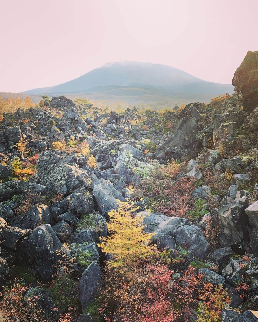 Rie fuさんのインスタグラム写真 - (Rie fuInstagram)「Autumn colors in the magma mountains ⛰ 秋色に染まった火山の小さな木々たち。美しくたくましい自然の神秘🌋 #volcanic #rocks #mountain #autumn #紅葉 #火山 #鬼押出し園」10月30日 16時08分 - riefuofficial